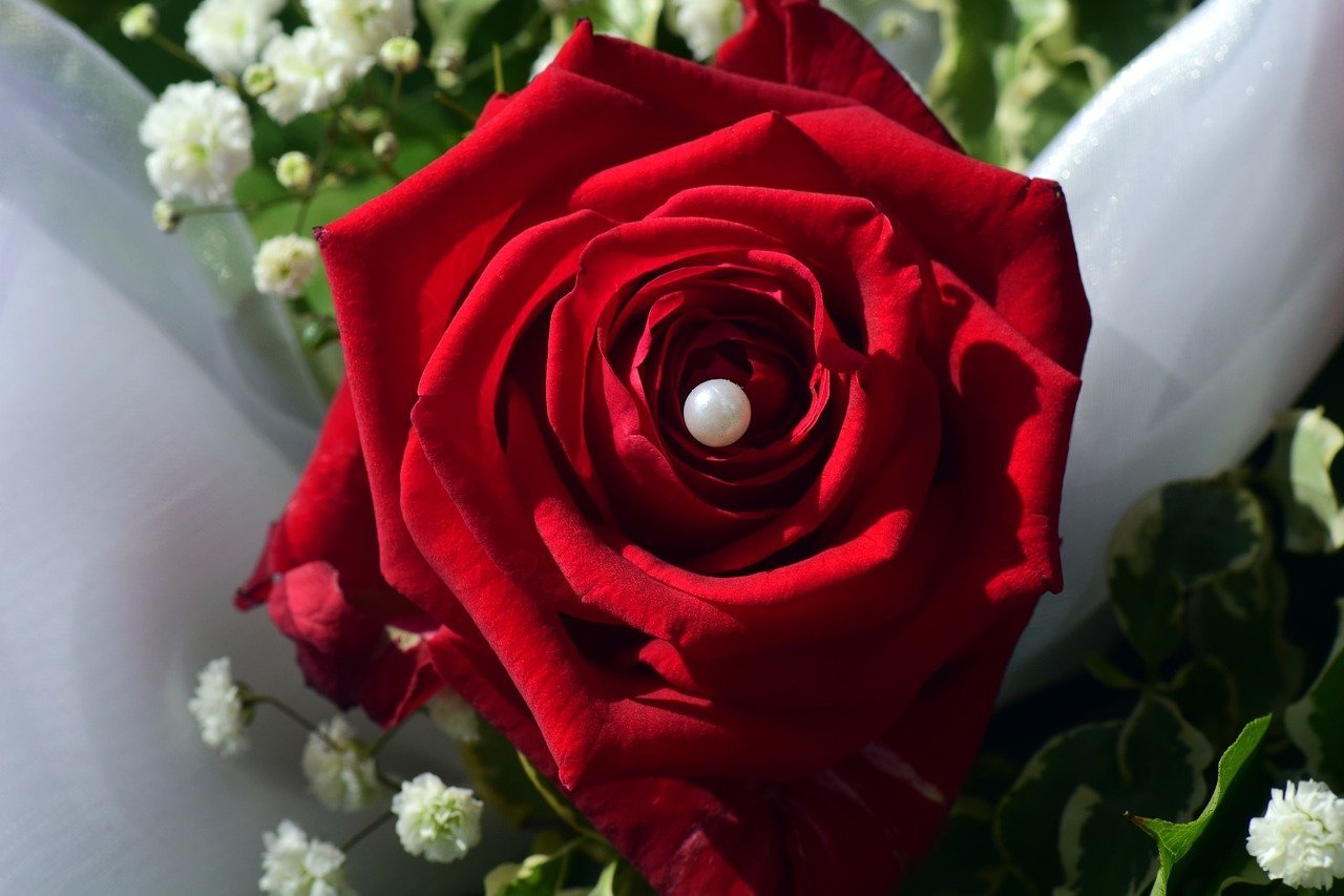 Красный гудеть. Qor Atirgul. Красные розы. Нежные красные розы.