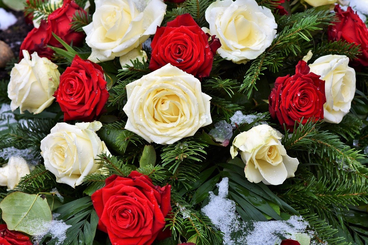 Красивые белые и красные розы