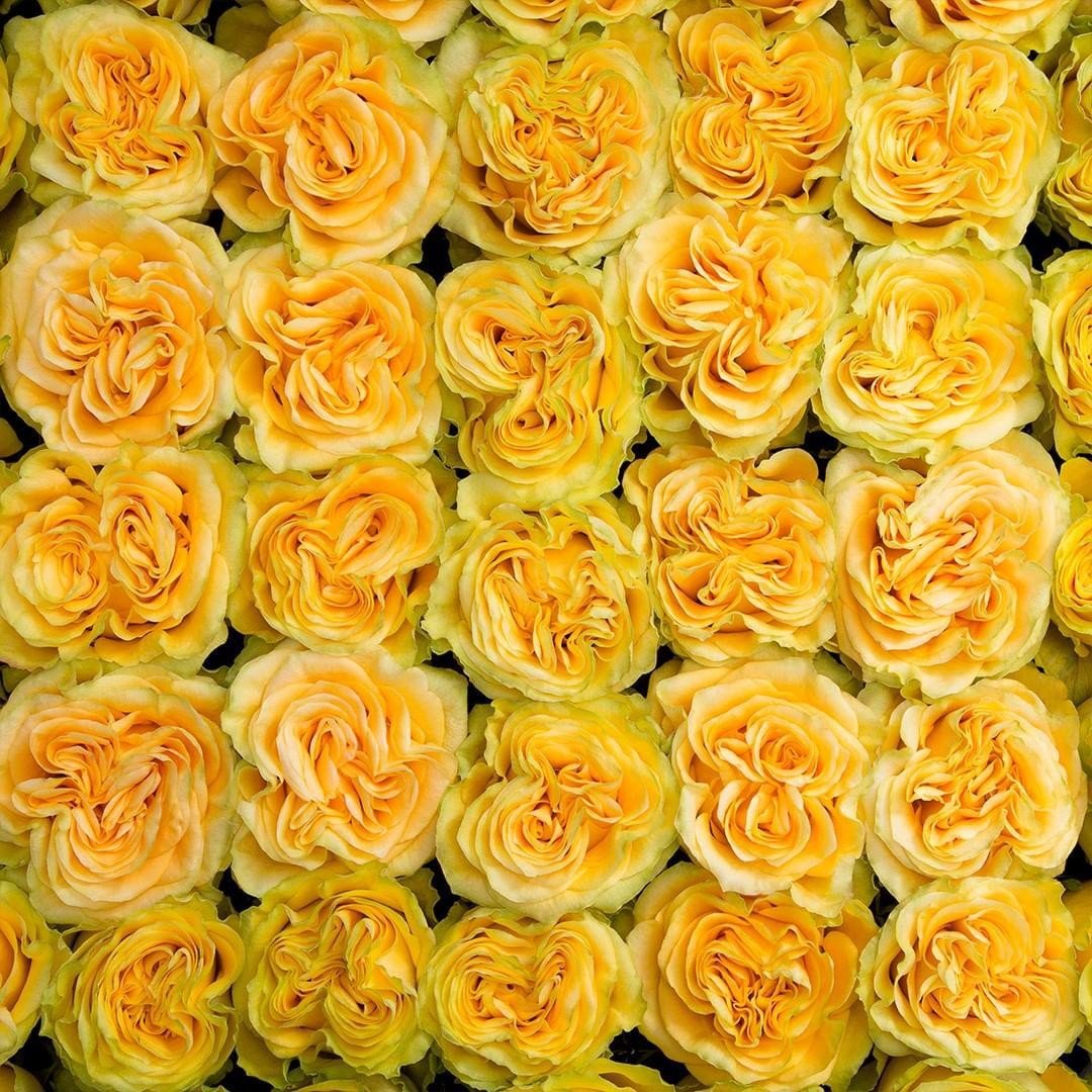 Желтые розы сорта с фото и названиями