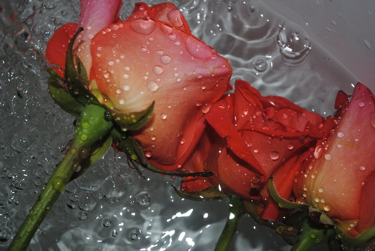 Как спасти розы в вазе. Розы в воде. Розы в ванной. Ванна с розами. Красивые розы в воде.