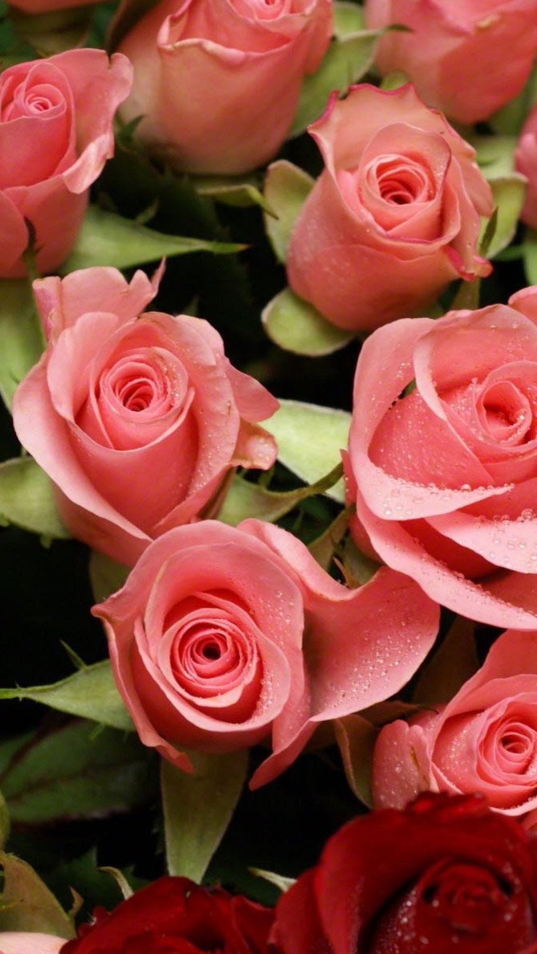 Розый. Роскошные цветы. Шикарный букет роз. Роскошные цветы вертикальные. Шикарные розовые розы.