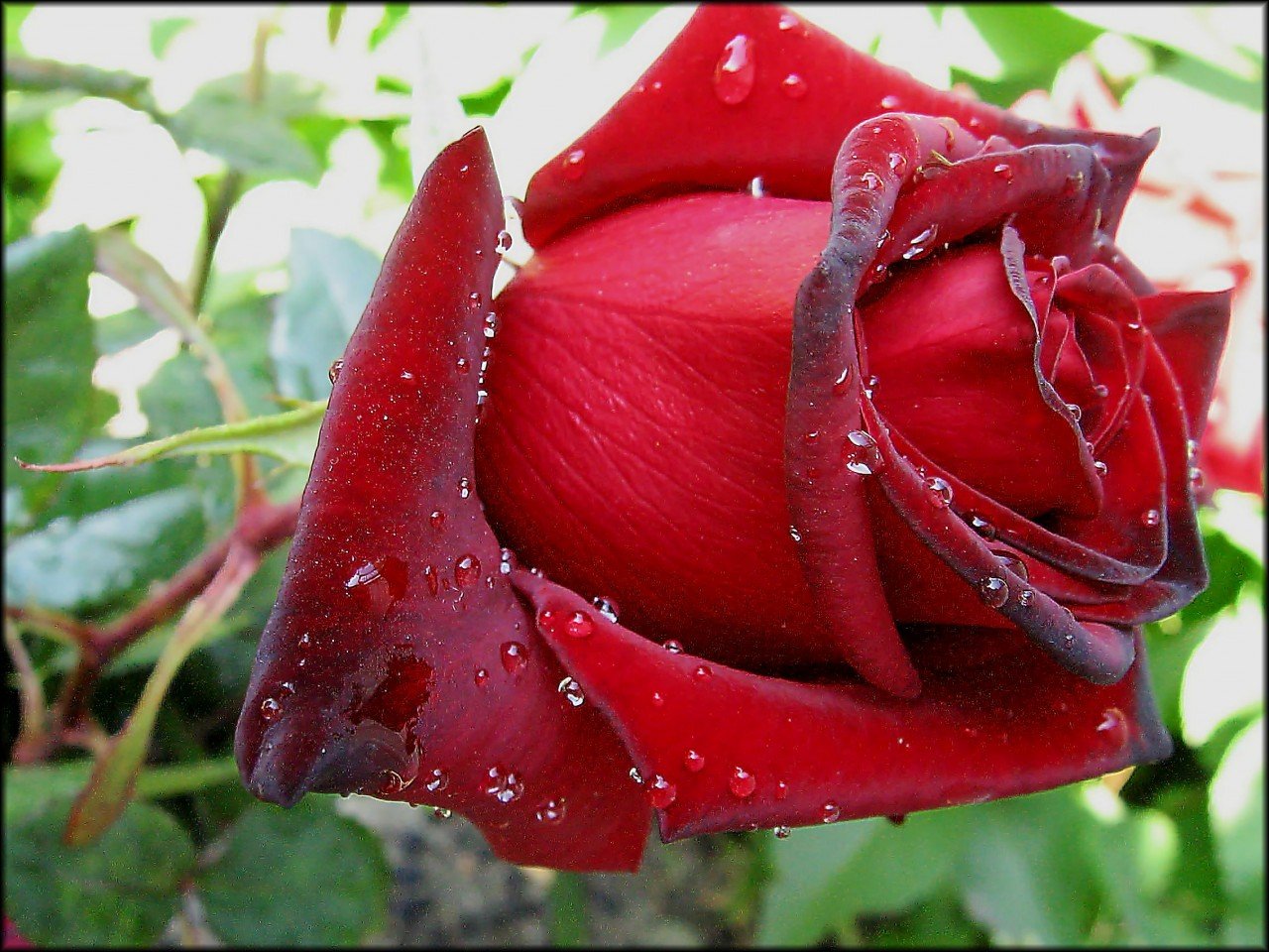 Розочки любимые. Красивые розы. Самые красивые розы. Цветы для любимой женщины. Розы для любимой.