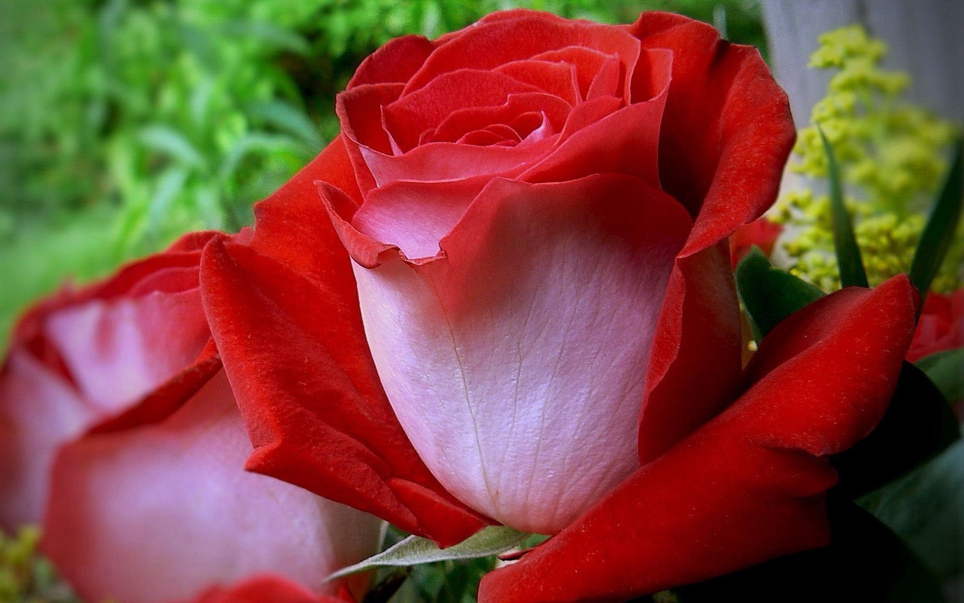 Розы для любимой женщины фото