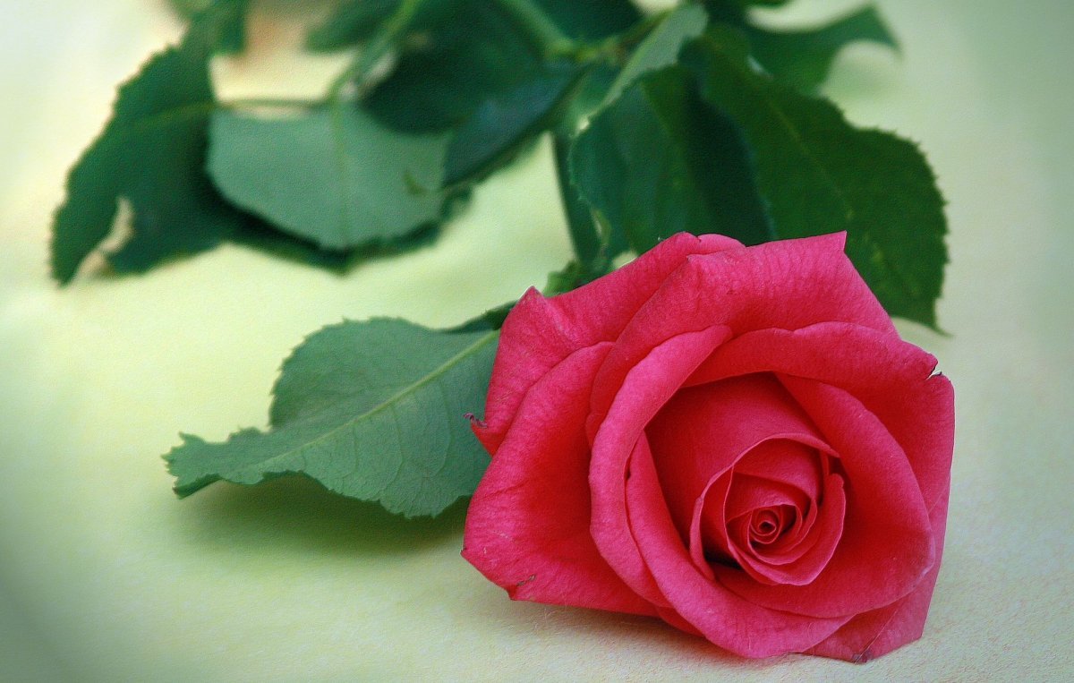 Одна роза очень красивая - фото и картинки: 65 штук