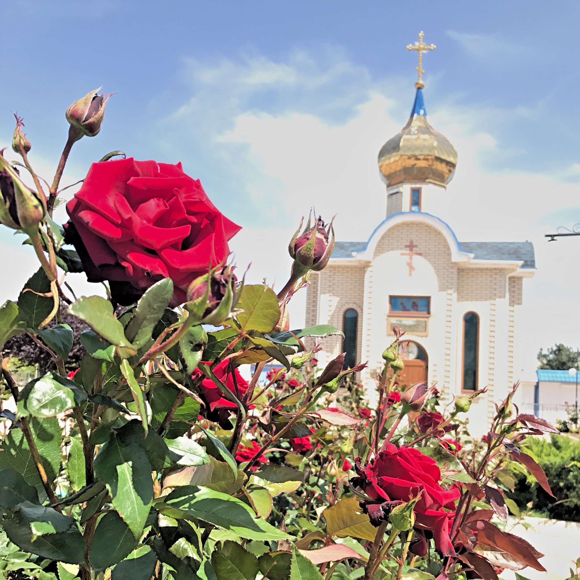 Цветы севастополь. С Крымская роза Крым. Розы Крыма РОЗРУС. Крымская роза цветы Севастополь. Крымская роза поселок в Крыму.