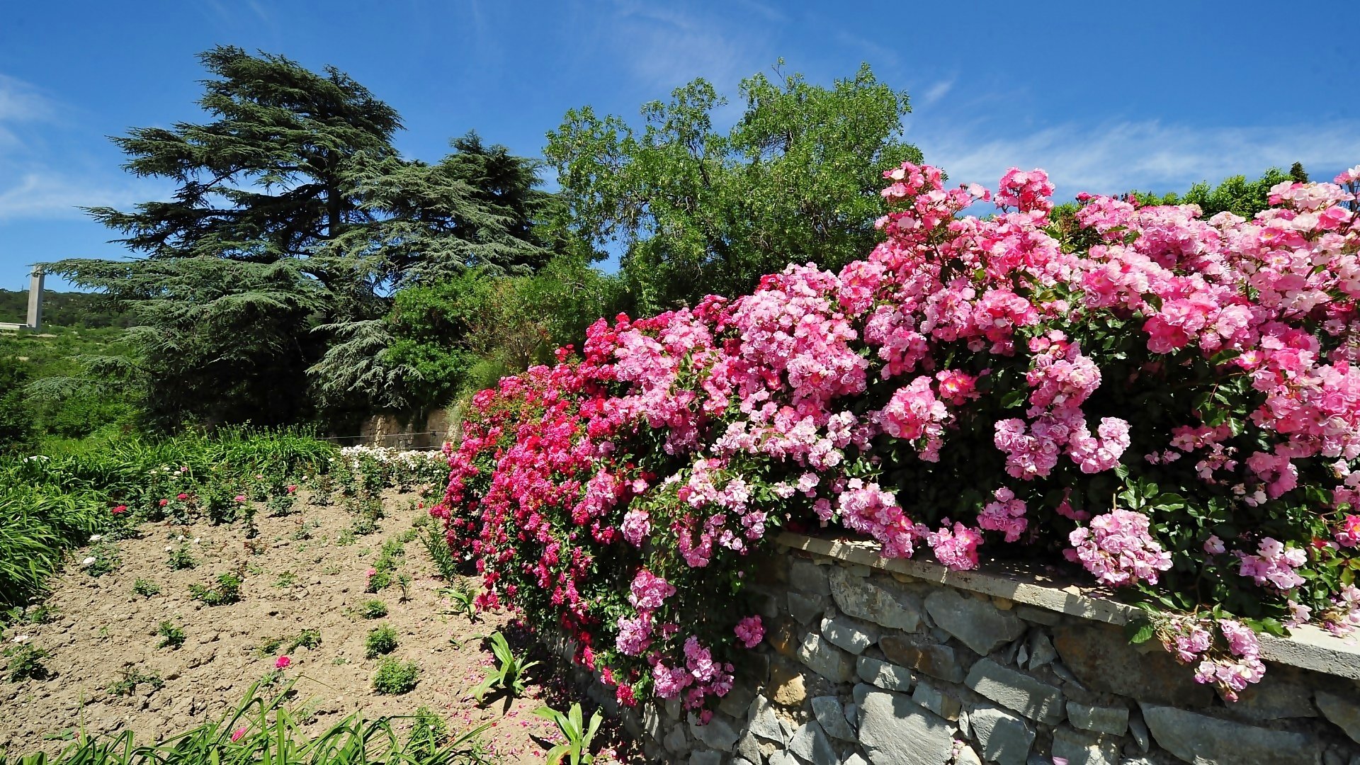 Что цветет розовыми цветами в крыму. Никитский Ботанический сад в Крыму розы. Никитский Ботанический сад цветущие розы. Розарий Ботанический сад. Цветение роз в Никитском Ботаническом саду.