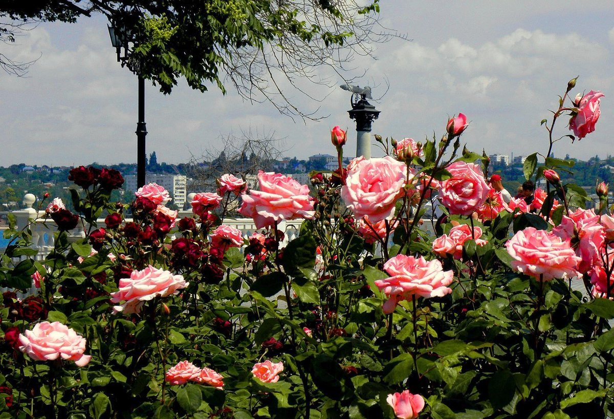 Крымская роза цветы Севастополь