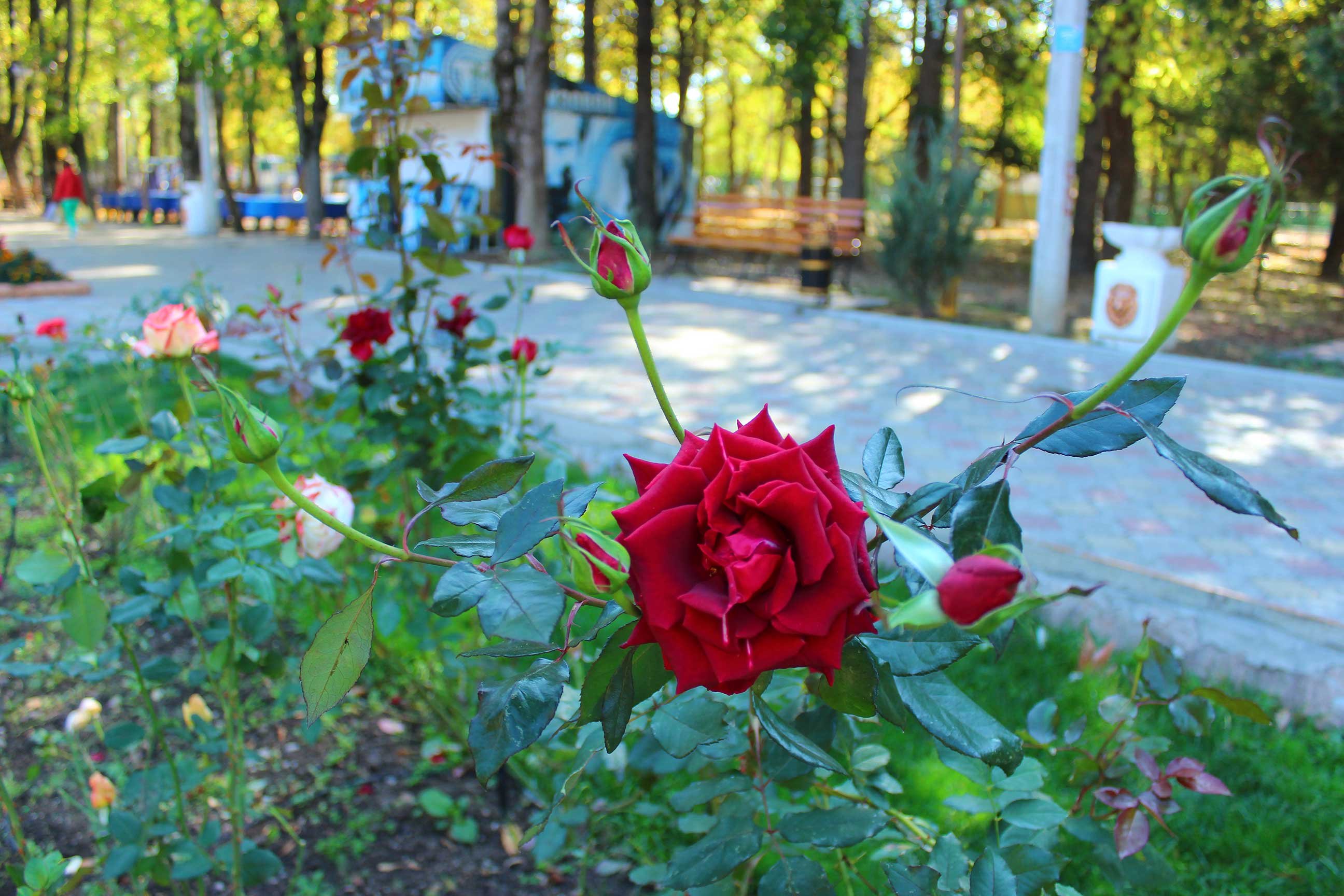 Цветы симферополь. Симферополь розы парк. Сорта роз высаженные на ВДНХ. Кусты роз на улицах Дивногорска. Парк с кустовыми розами Ульяновск.