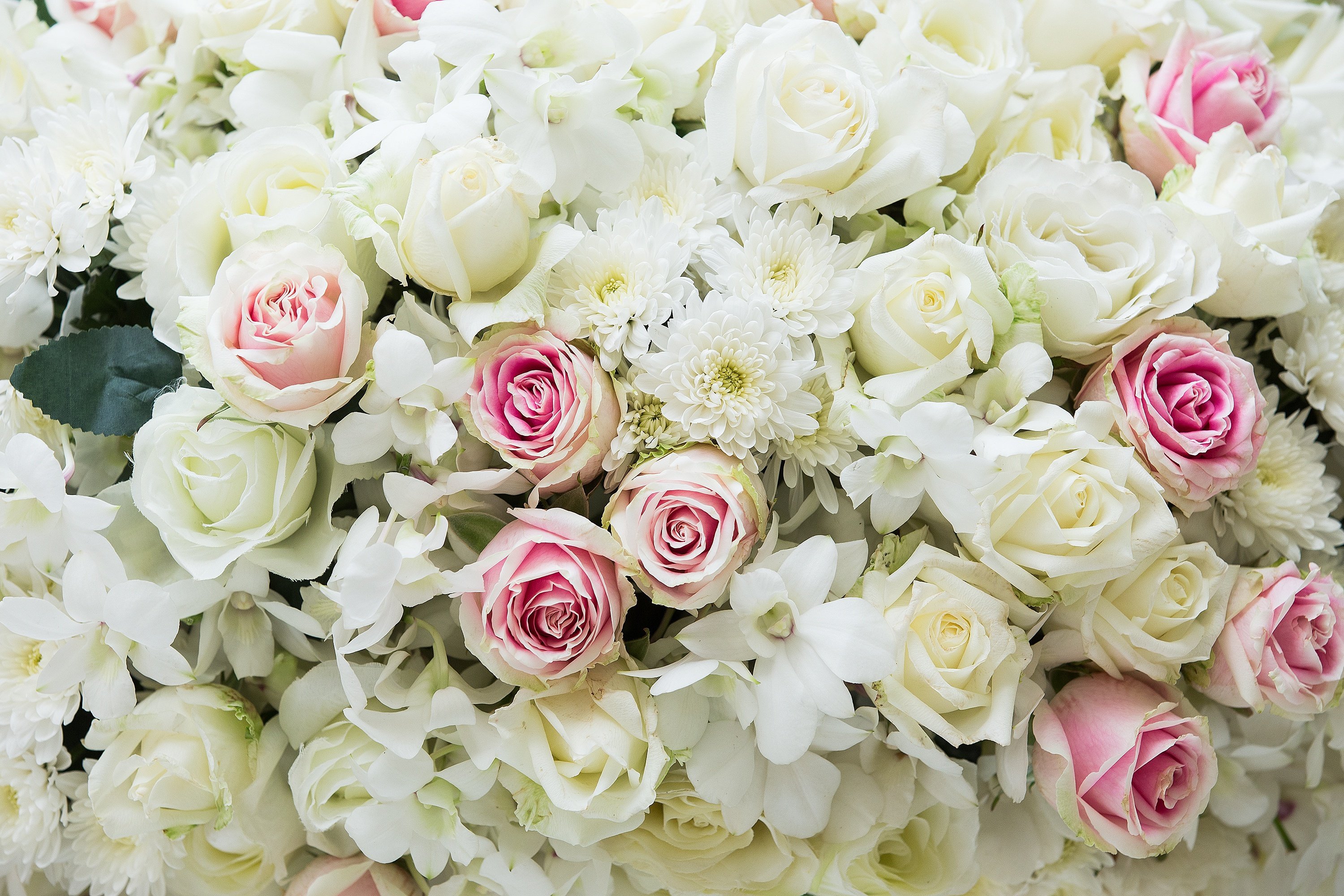 Много роз красивых. Вайт Роуз букет. Шикарные цветы. Бело розовые цветы.