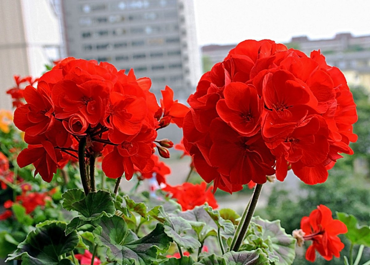 Хороший цветок герань. Пеларгония зональная красная махровая. Пеларгония зональная.
