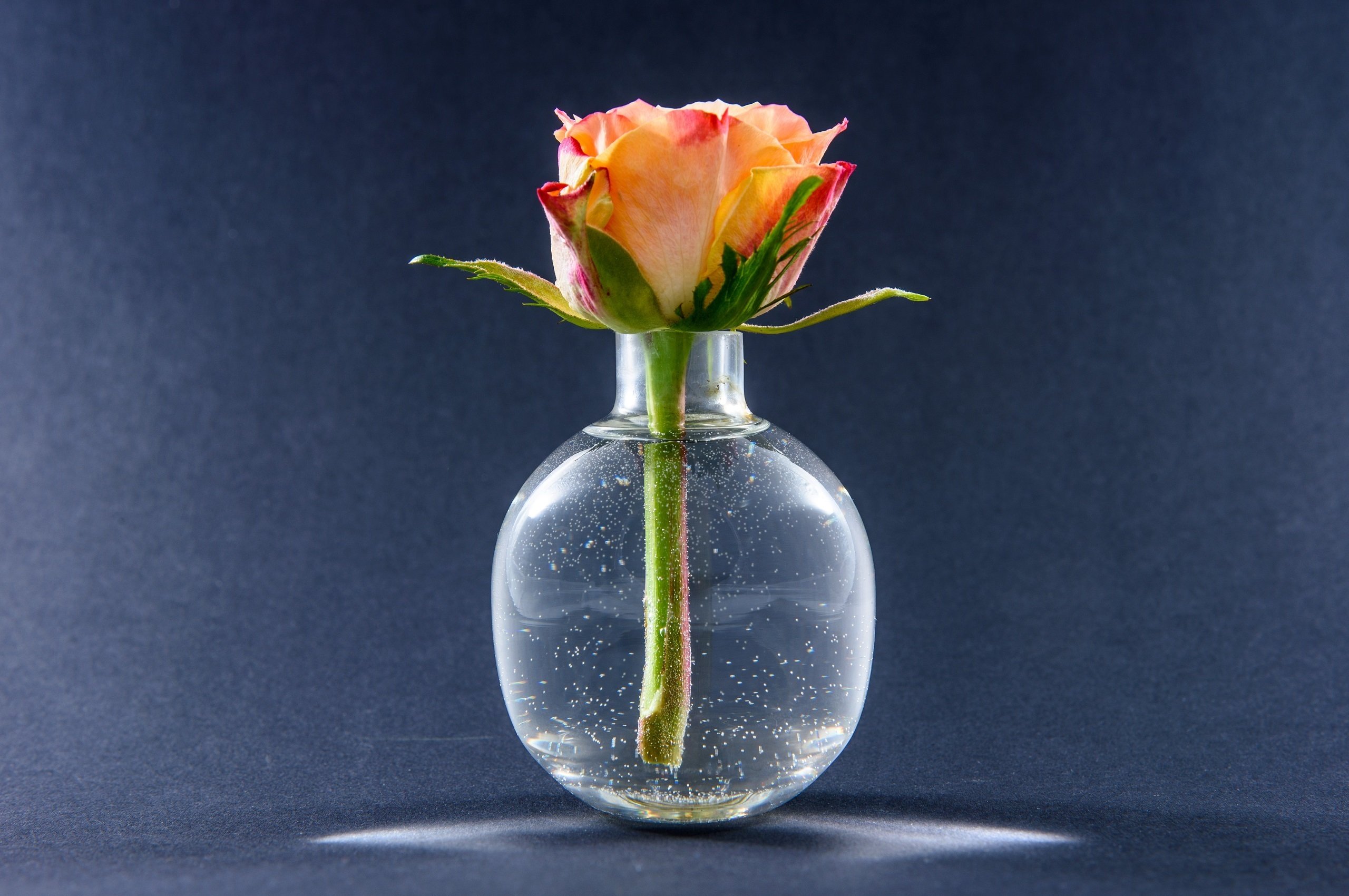 Цветок сосуд с водой. Цветы в прозрачной вазе. Один цветок в вазе. Цветы в сосуде. Красивые цветы в прозрачной вазе.