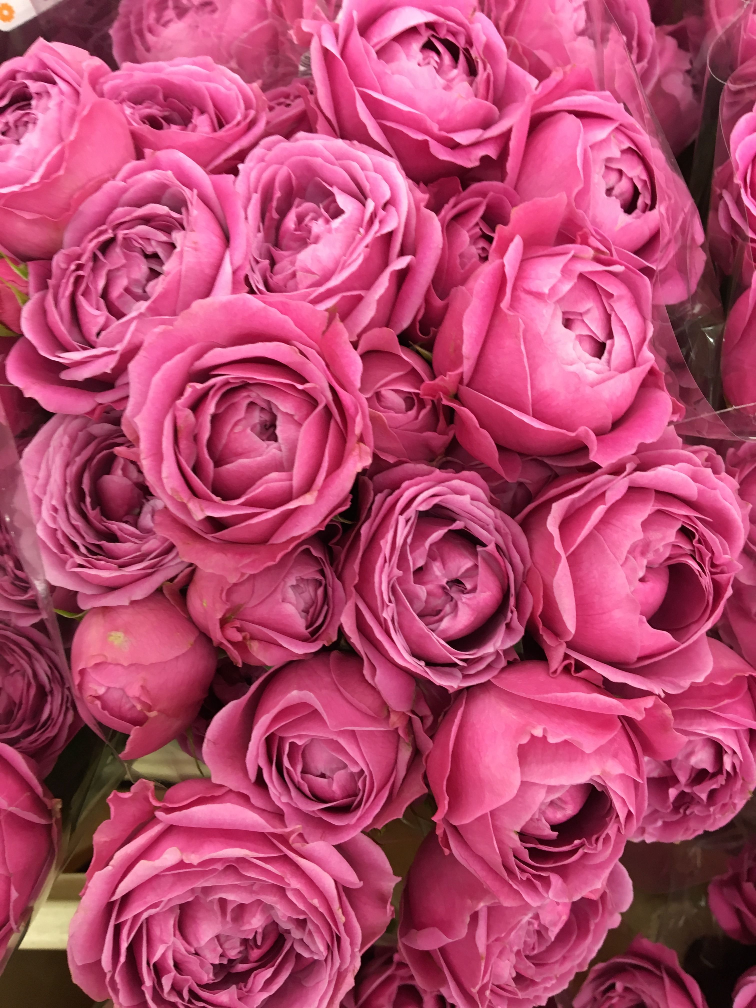 розы малинового цвета фото