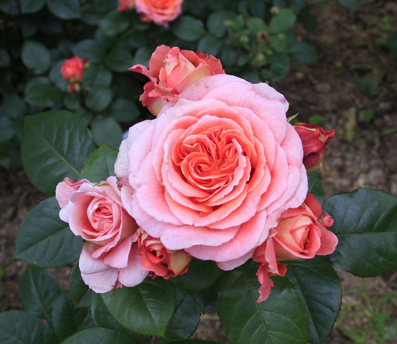 Роза Сервия