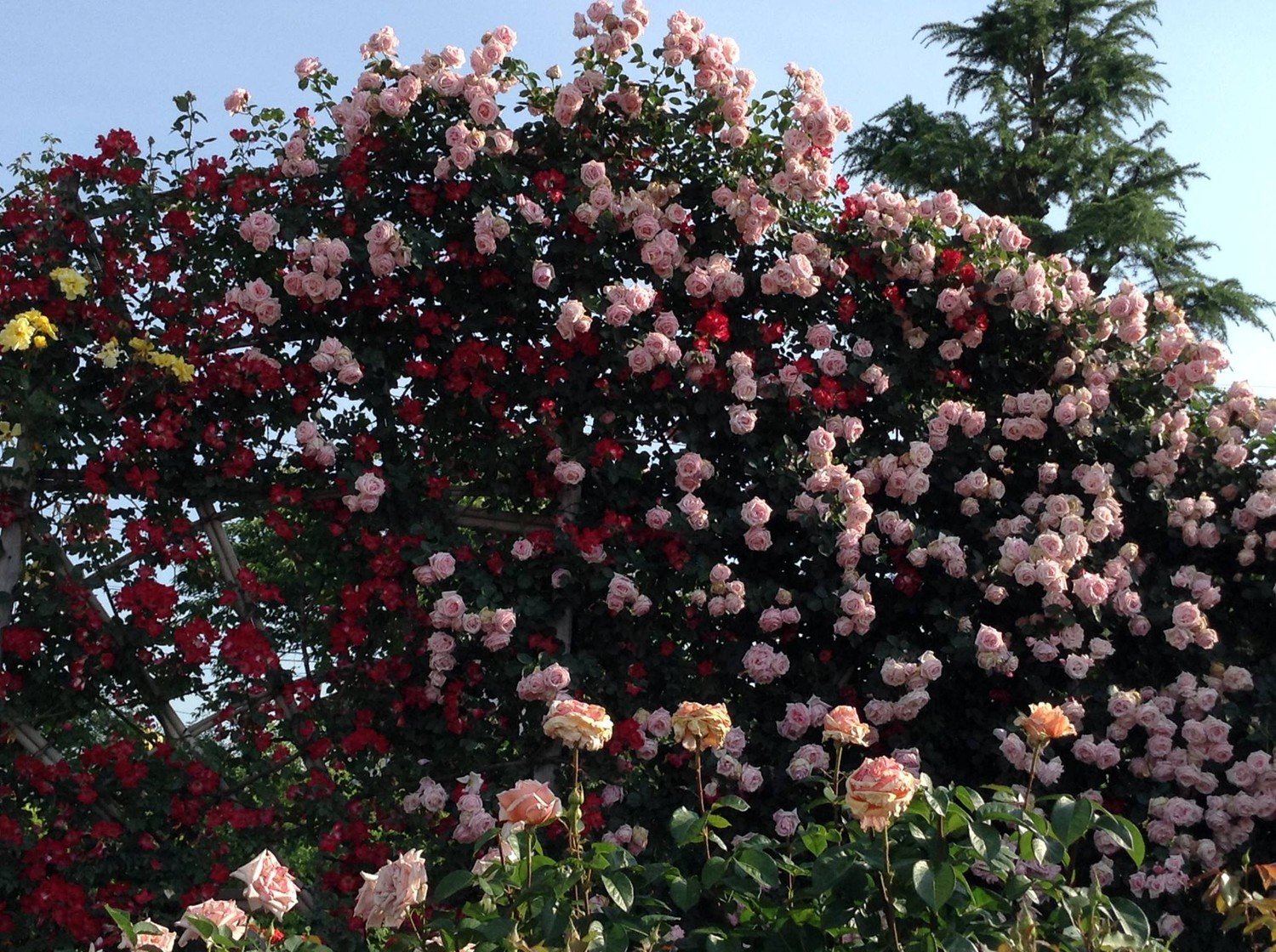 Японская плетистая роза