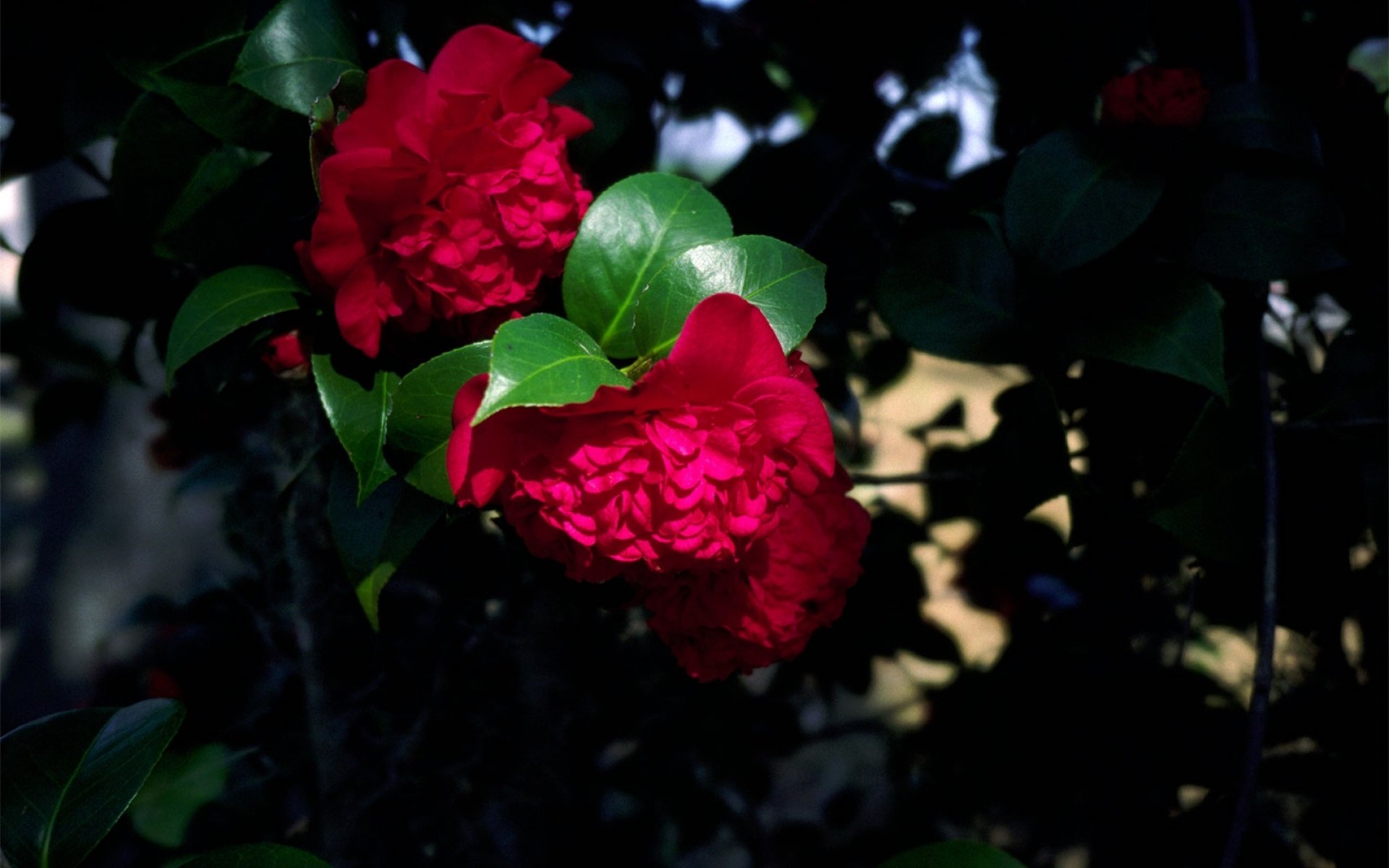 Розы в Вечернем саду