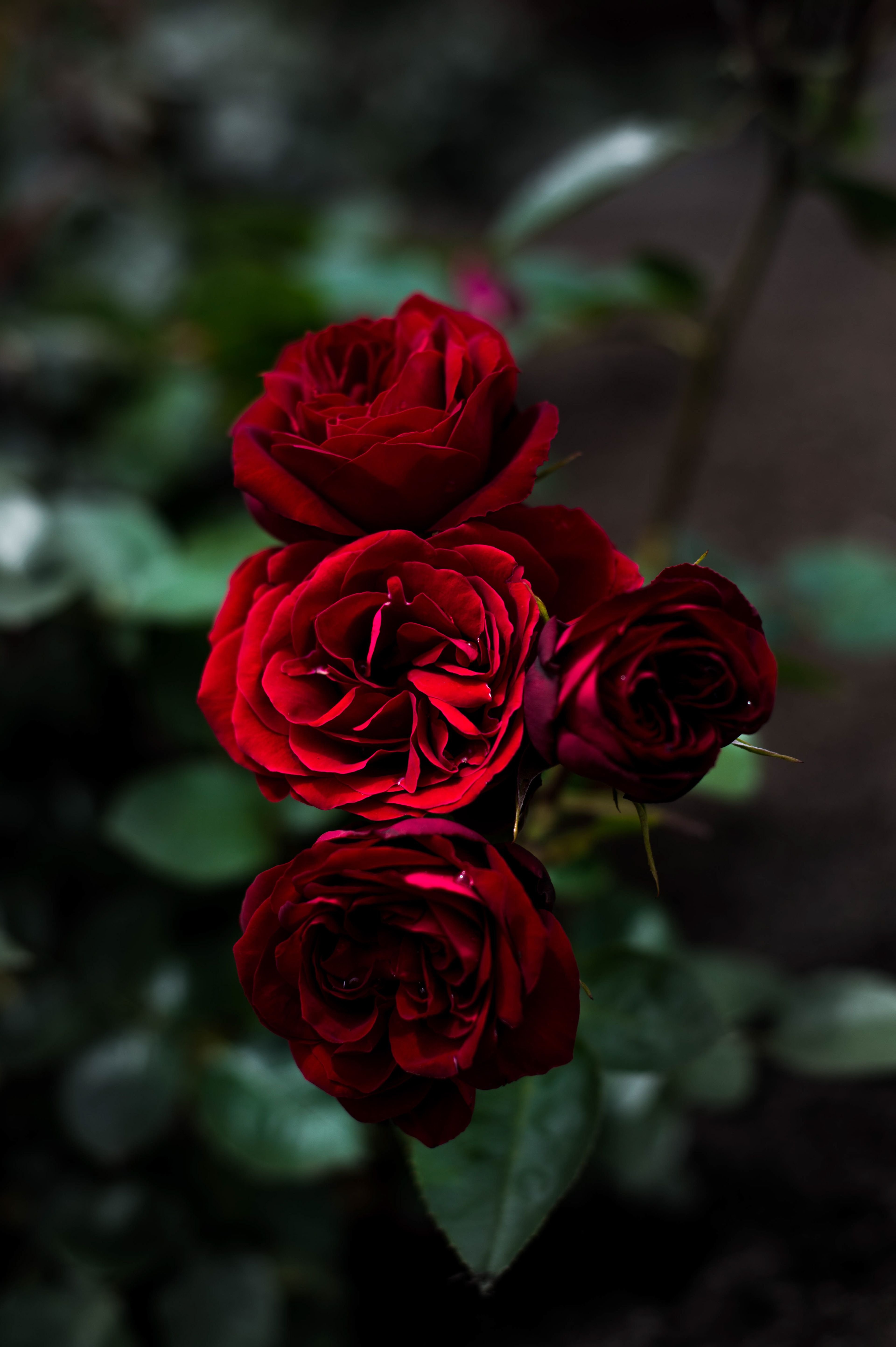 Роза бордовая