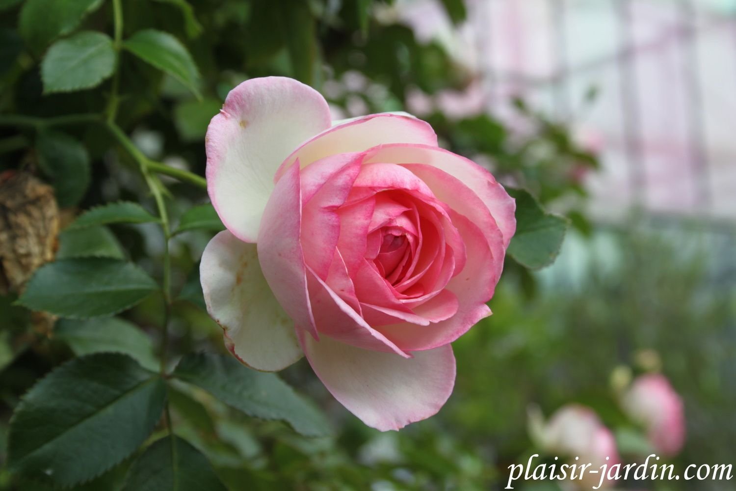 Роза «Пьер де Ронсар» (Эден Роуз)