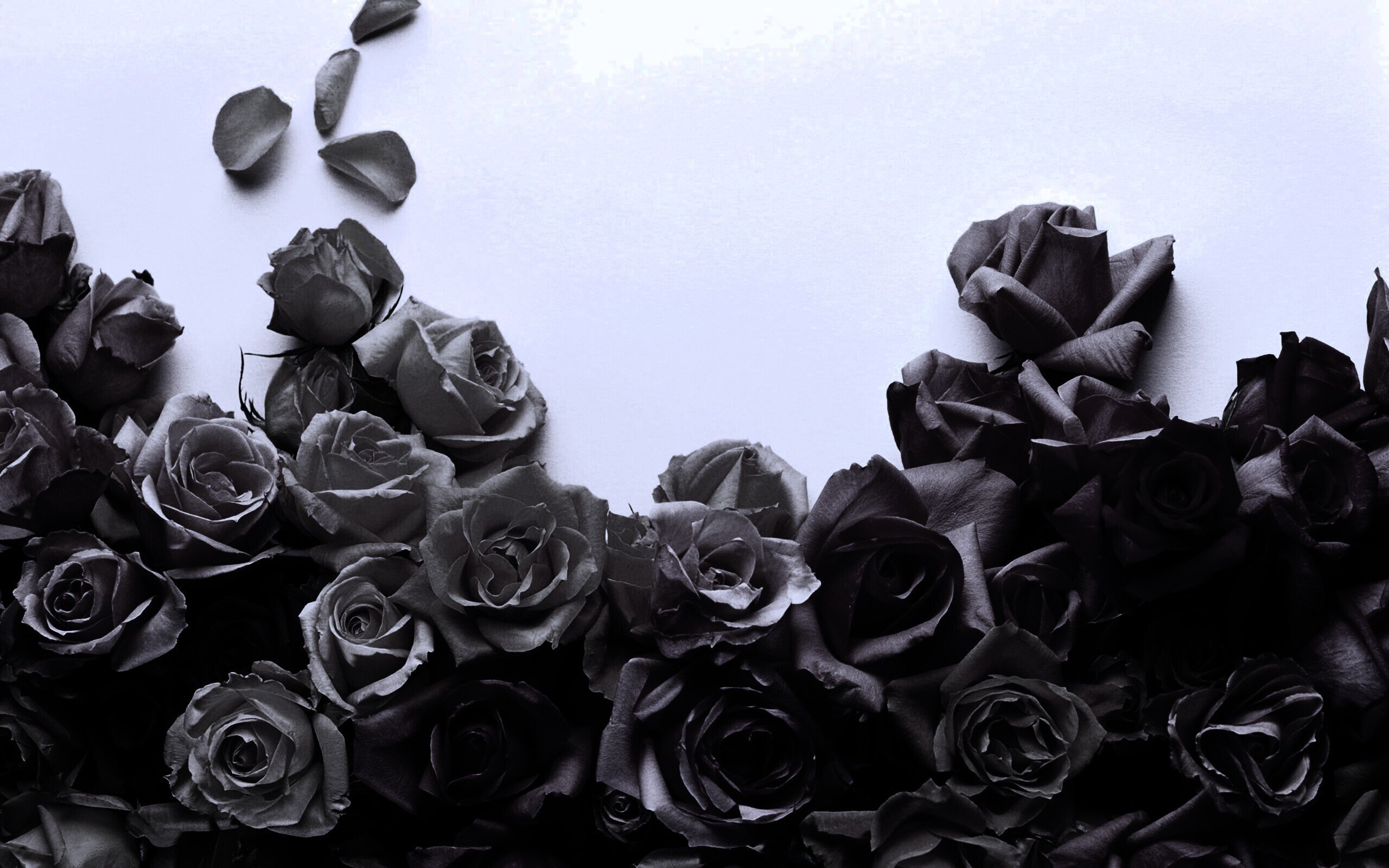 Фон на телефон темные цветы. Темные цветы. Черные розы Эстетика. Темные розы.