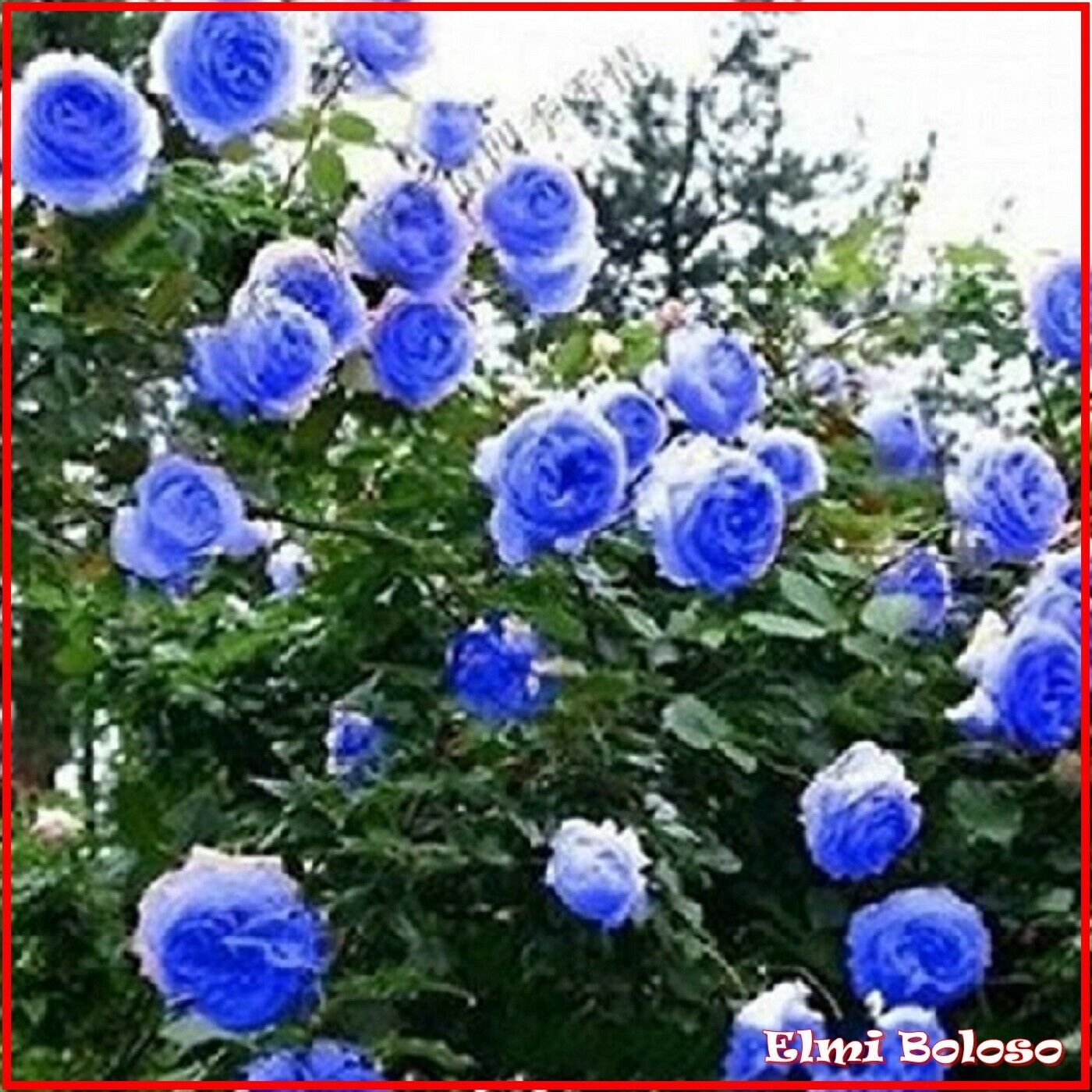 Роза плетистая голубая - фото и картинки: 66 штук