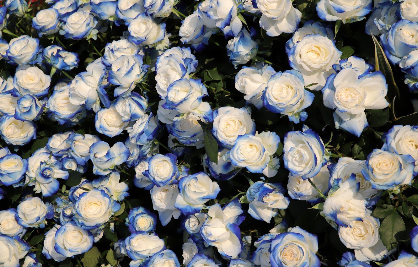 Роза плетистая голубая - фото и картинки: 66 штук