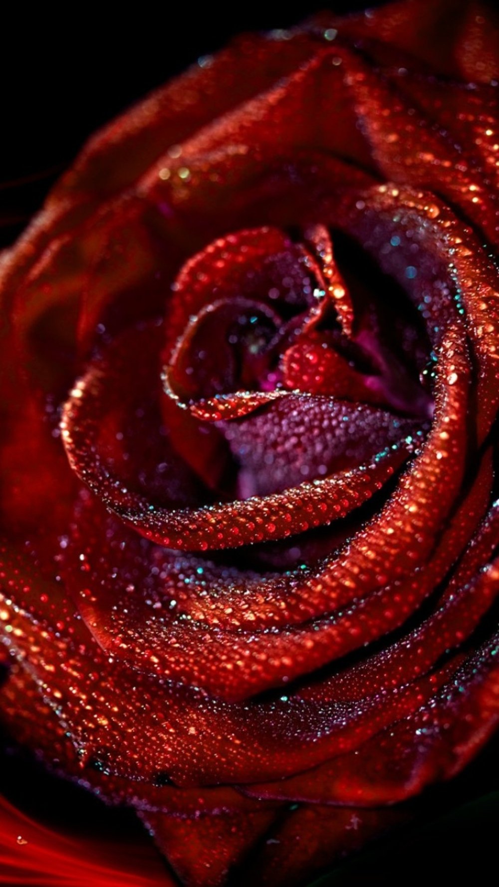 Красивые розы с блестками