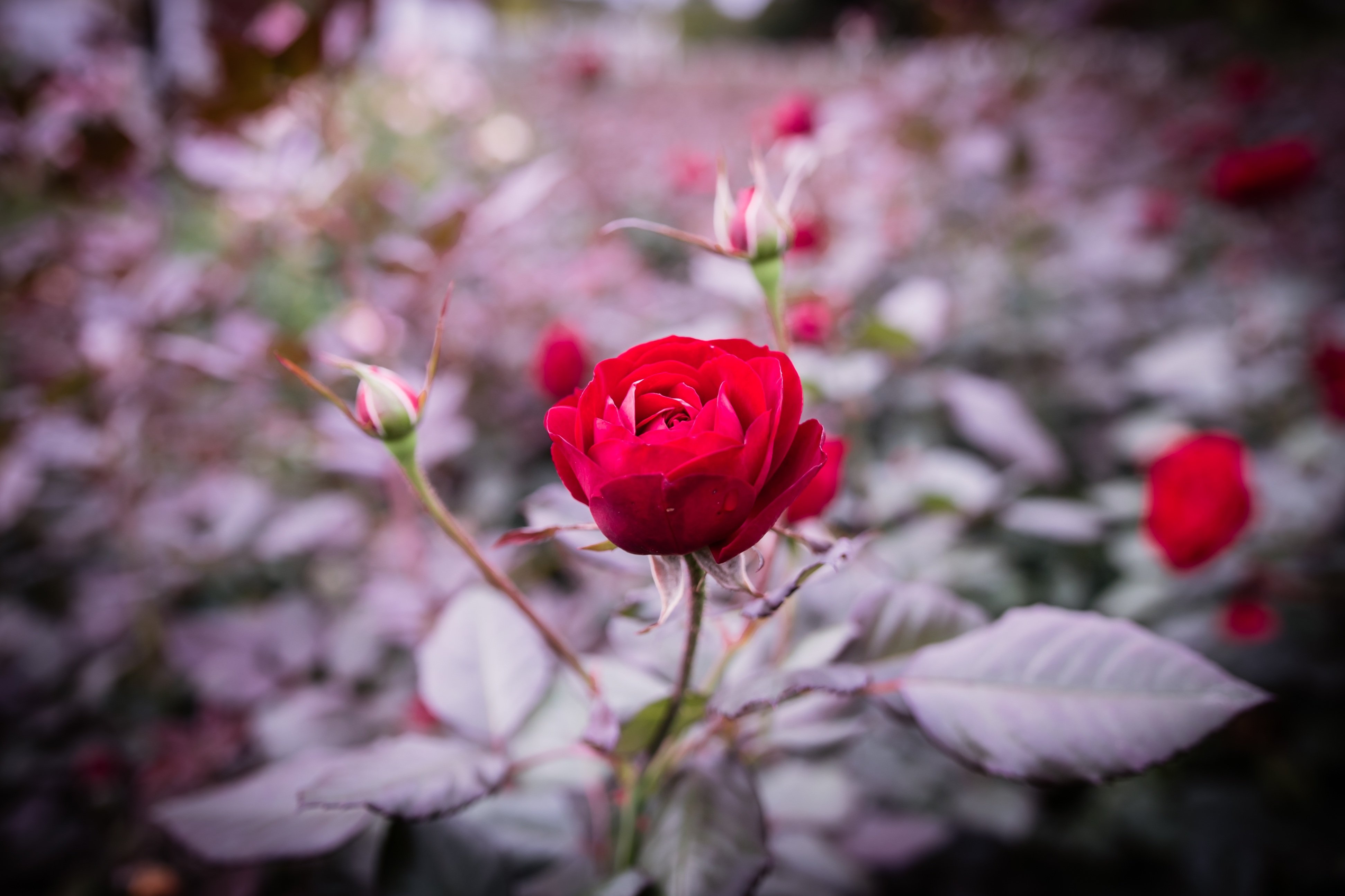 Розовый цветок без листьев. Бутон красной розы.