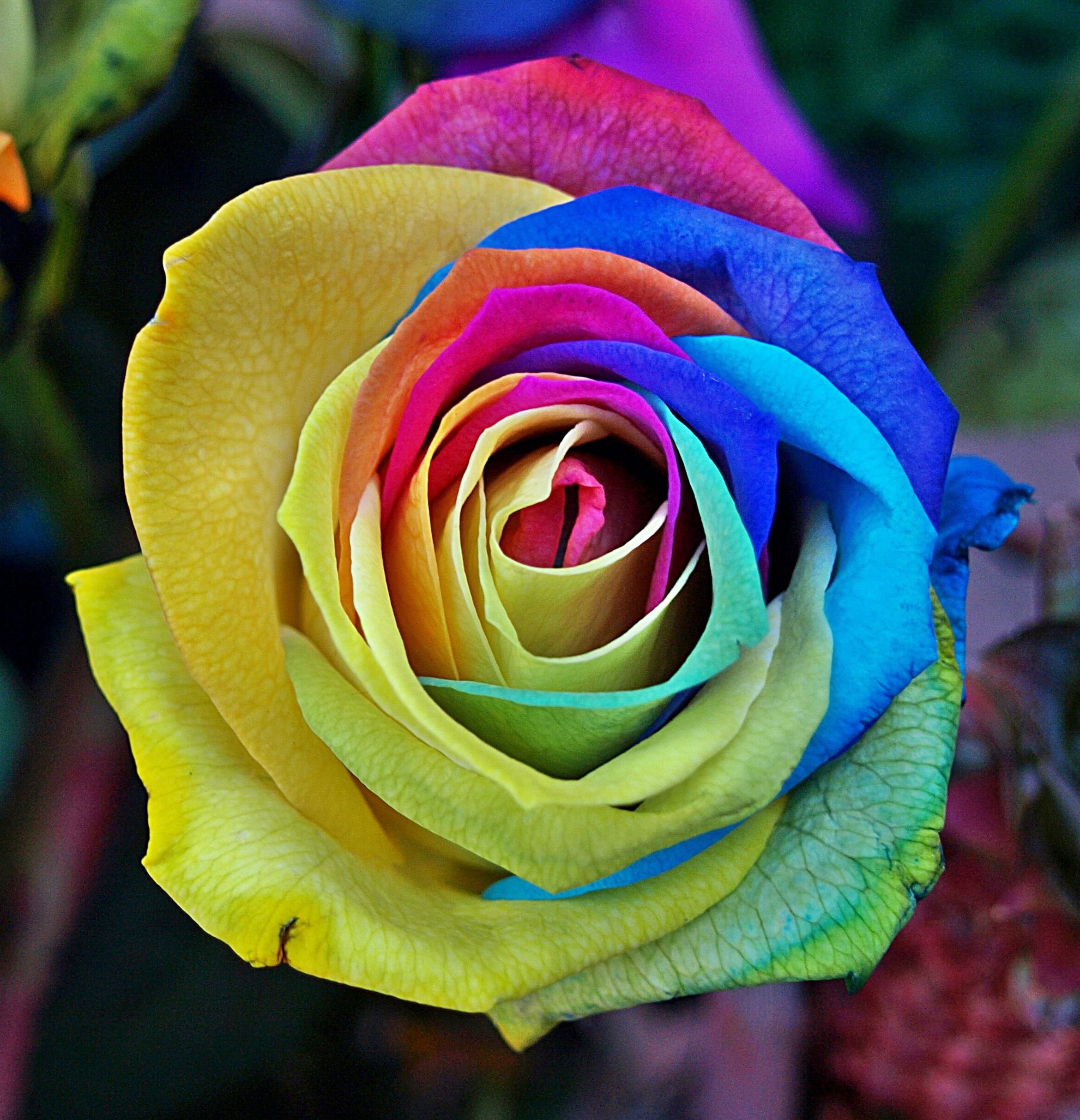 Радужная роза Эквадор