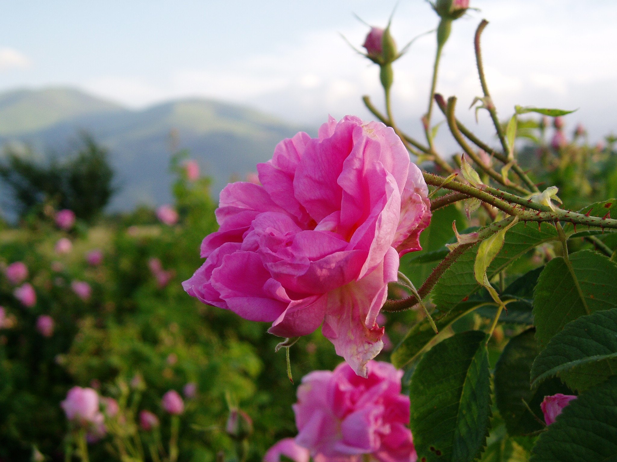 Долина роз (Rose Valley) \ Болгария