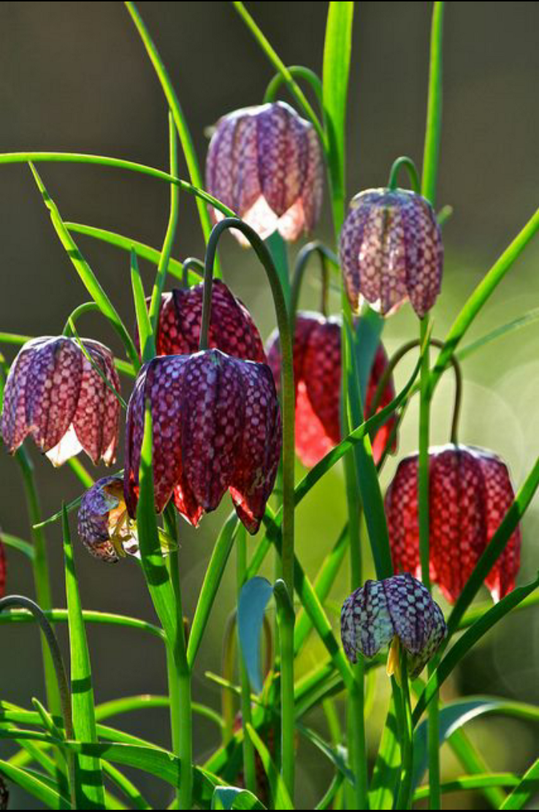 Рябчик шахматный Fritillaria meleagris