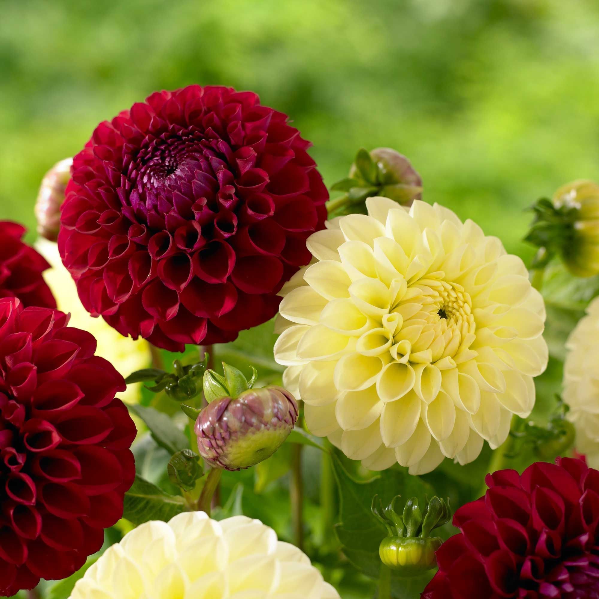 Георгины Dahlia