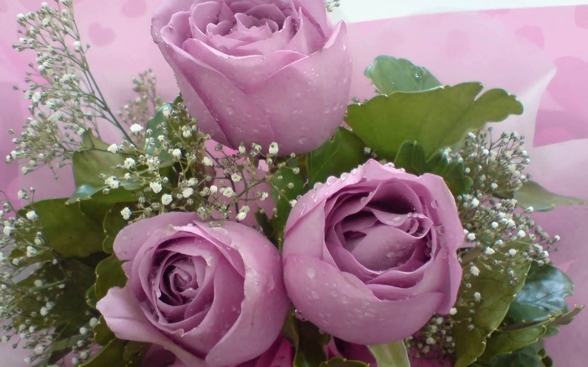 Видео открытка разные. Красивые цветы. Розовые розы. Шикарные розовые розы. Букет роз в росе.