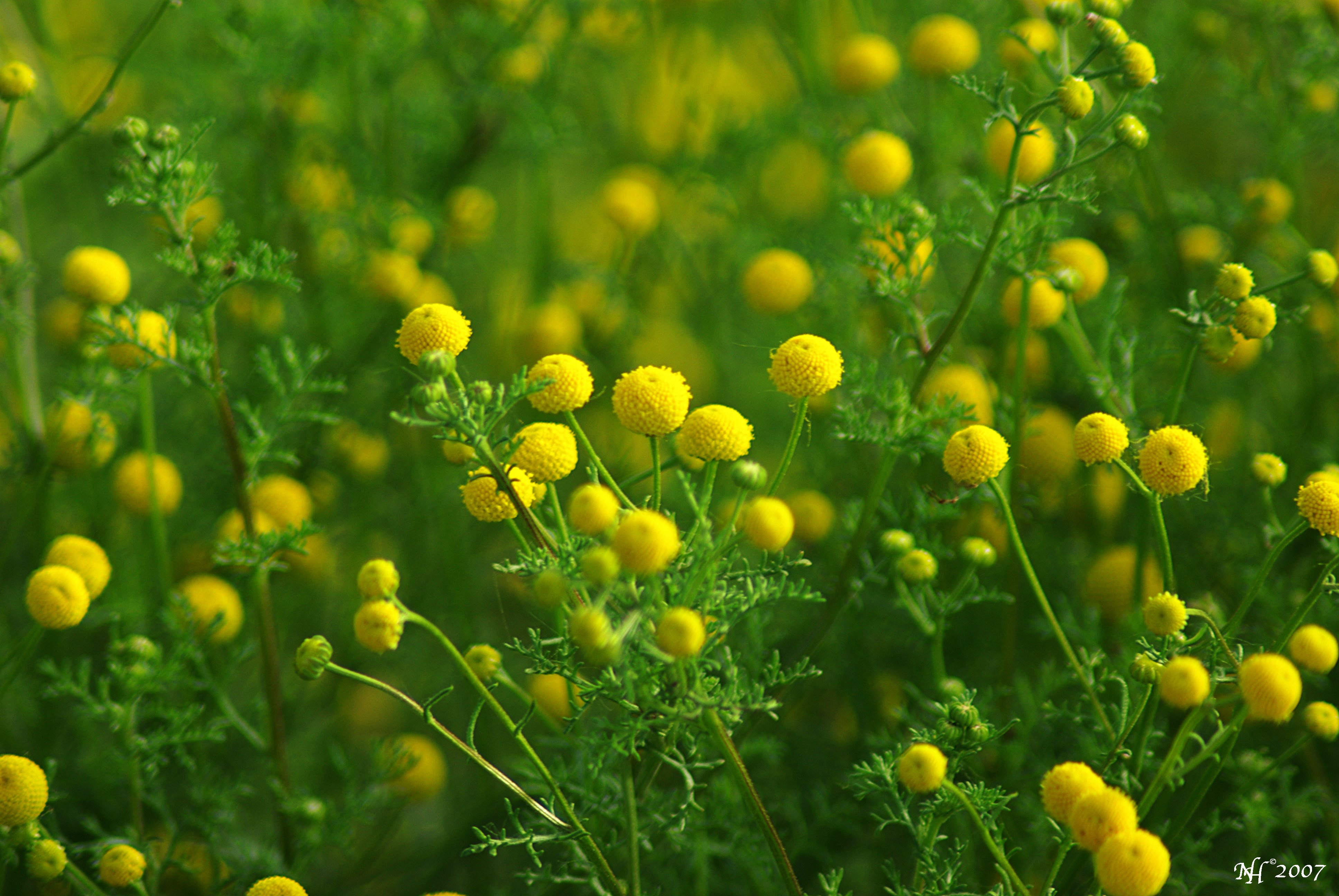 Какое первое растение. Купальница европейская. Пижма Ромашка полевые цветы. Мелкие желтые цветы. Трава с желтыми шариками.