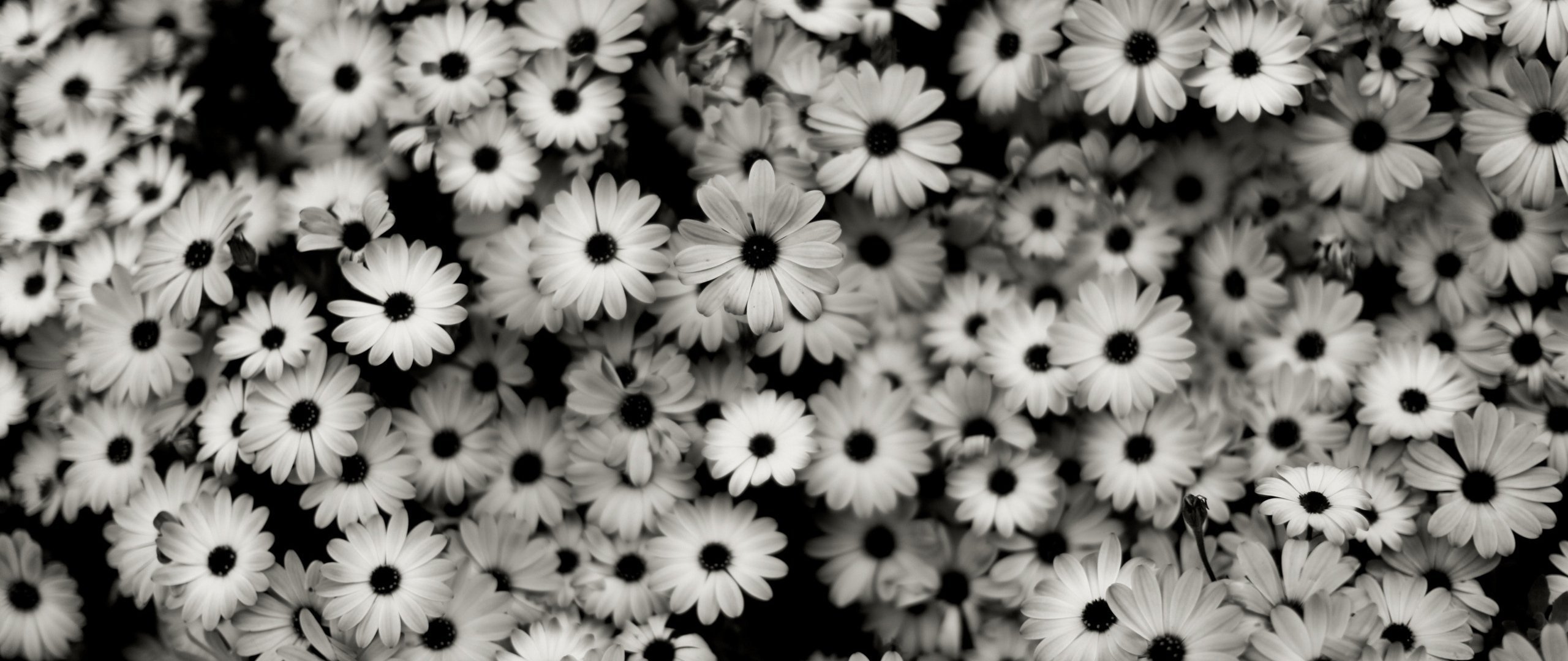 Картинки для обложки. Черно белое. Красивые цветы. Ромашки. Черно белые обои.