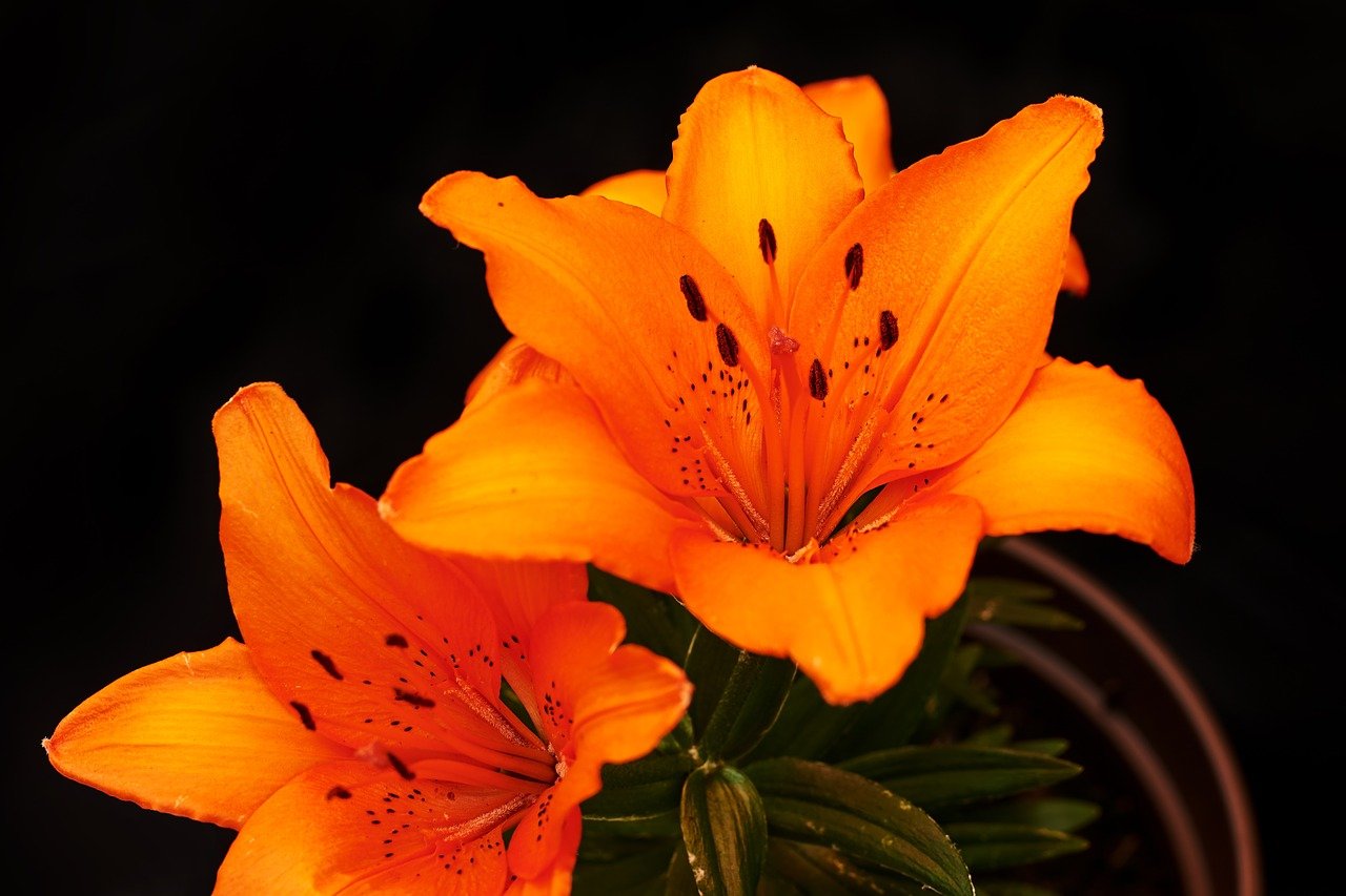 Лилия цветы оранжевые