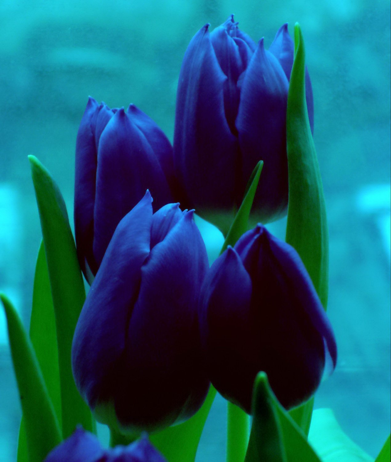 Картинки голубые тюльпаны - 66 фото