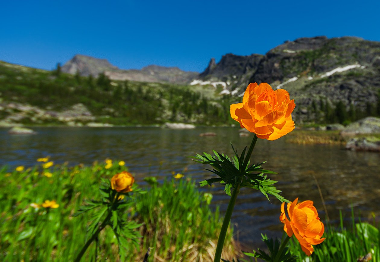 Цветы Байкала фото