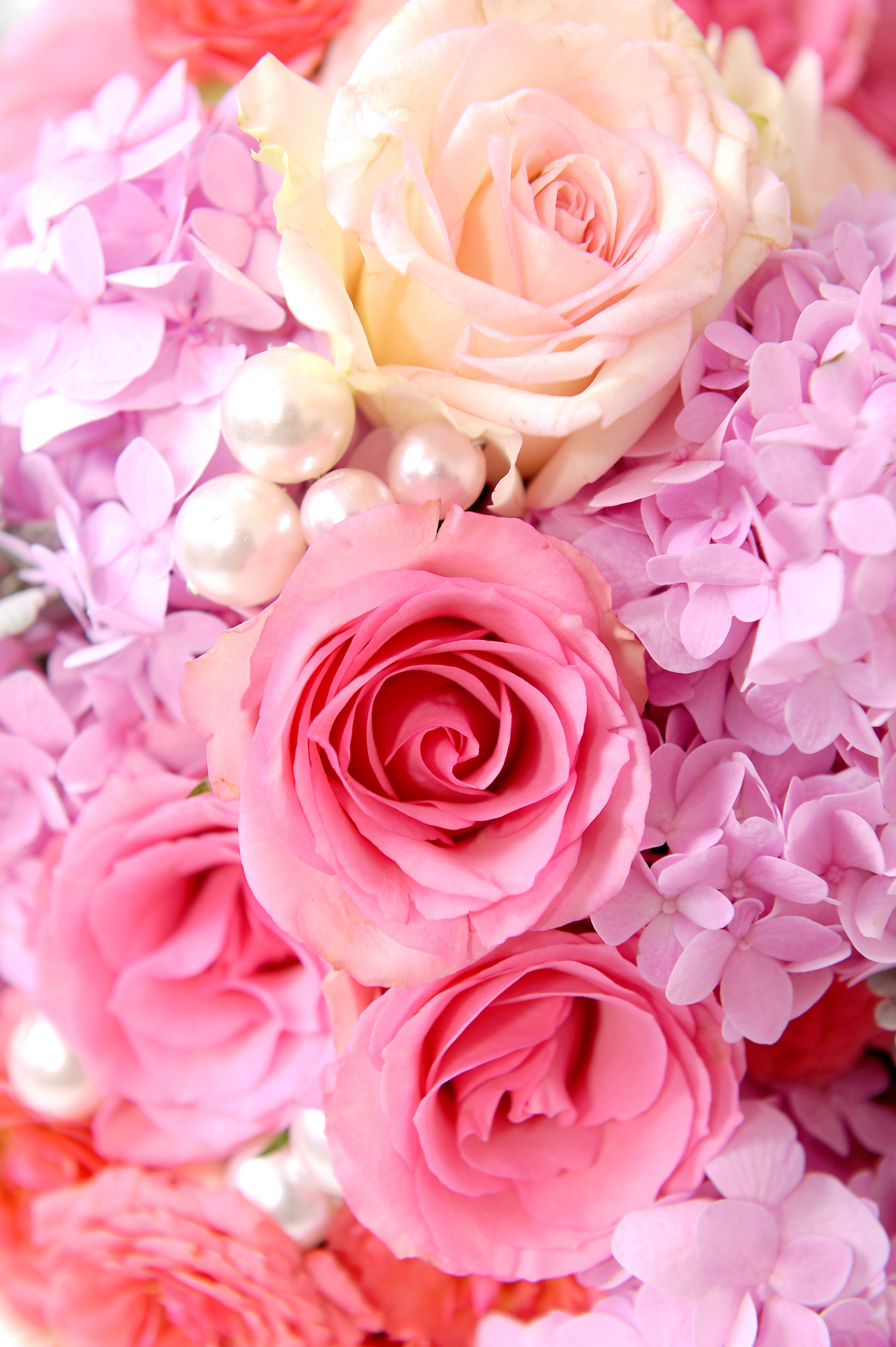 Обои для ватсапа женские красивые розы - фото и картинки: 74 штук