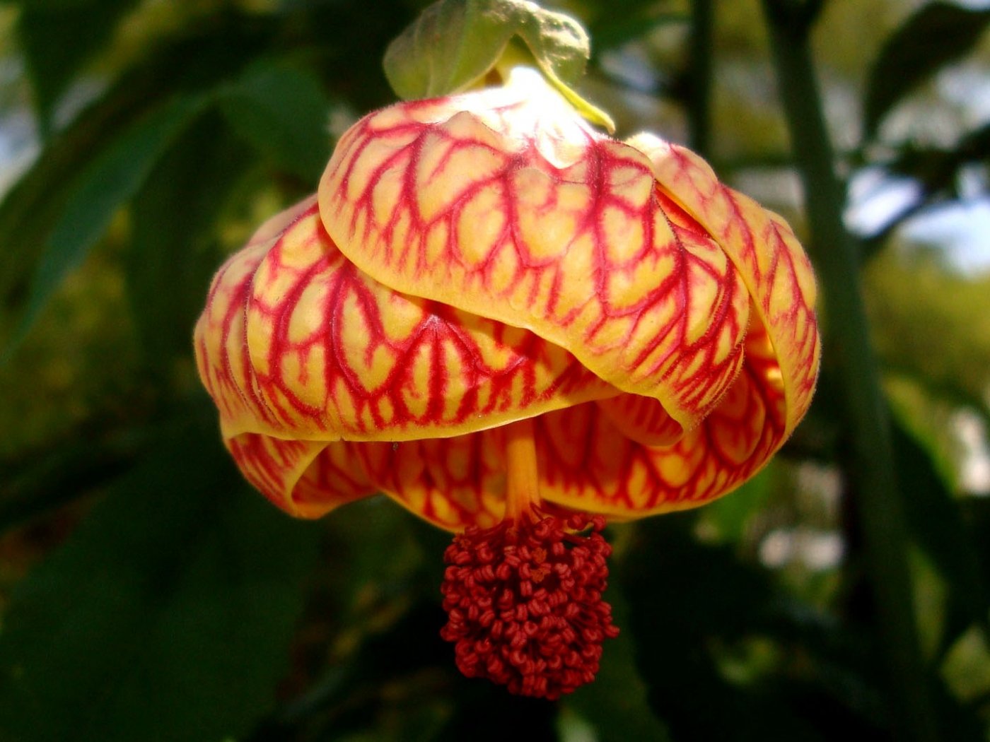 Китайский фонарик (Abutilon × hybridum)