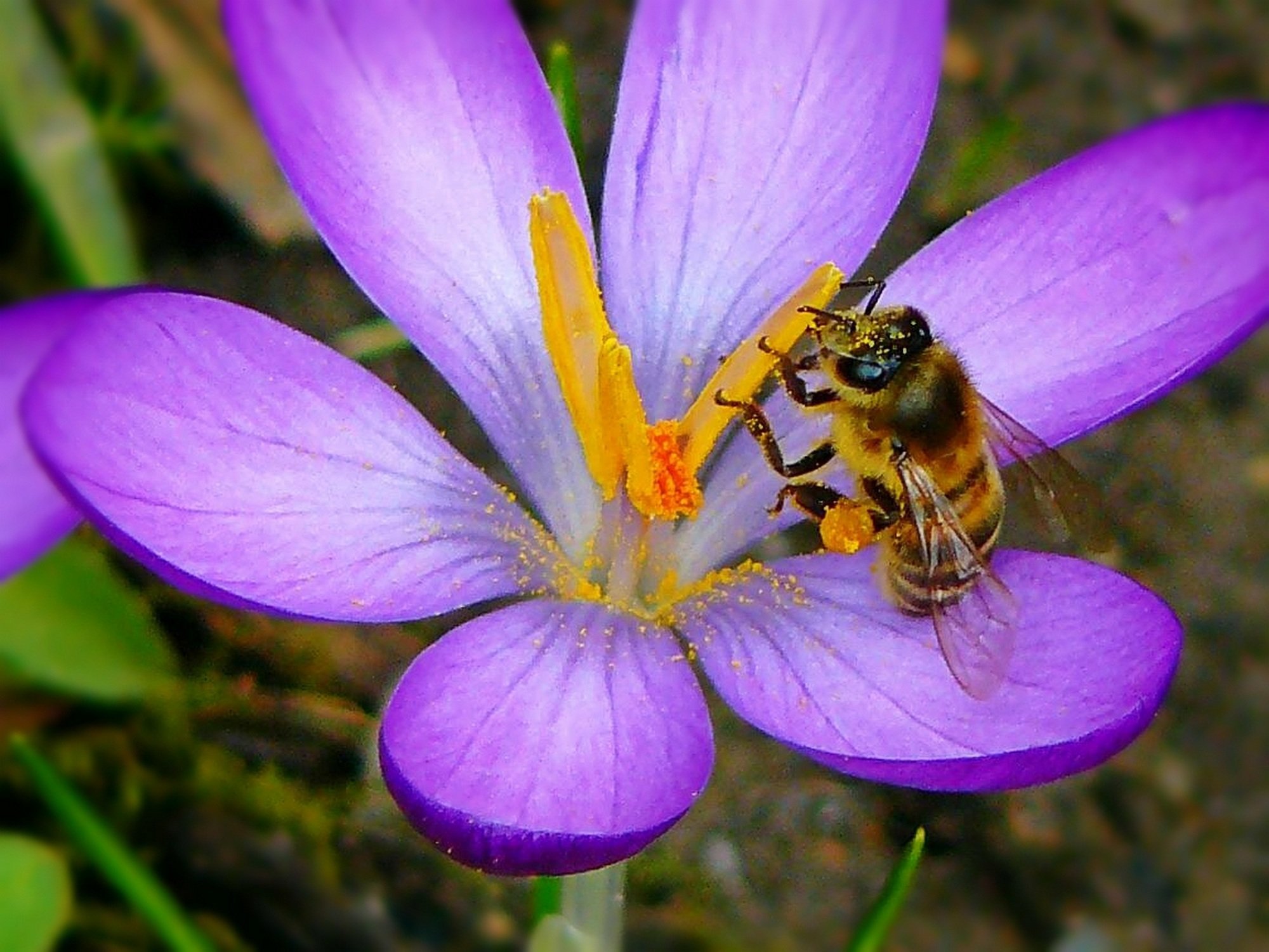 Растение много пыльцы. Пчелы на цветах. Насекомые на растениях. Пыльца растений. Пчёлка на цветке.
