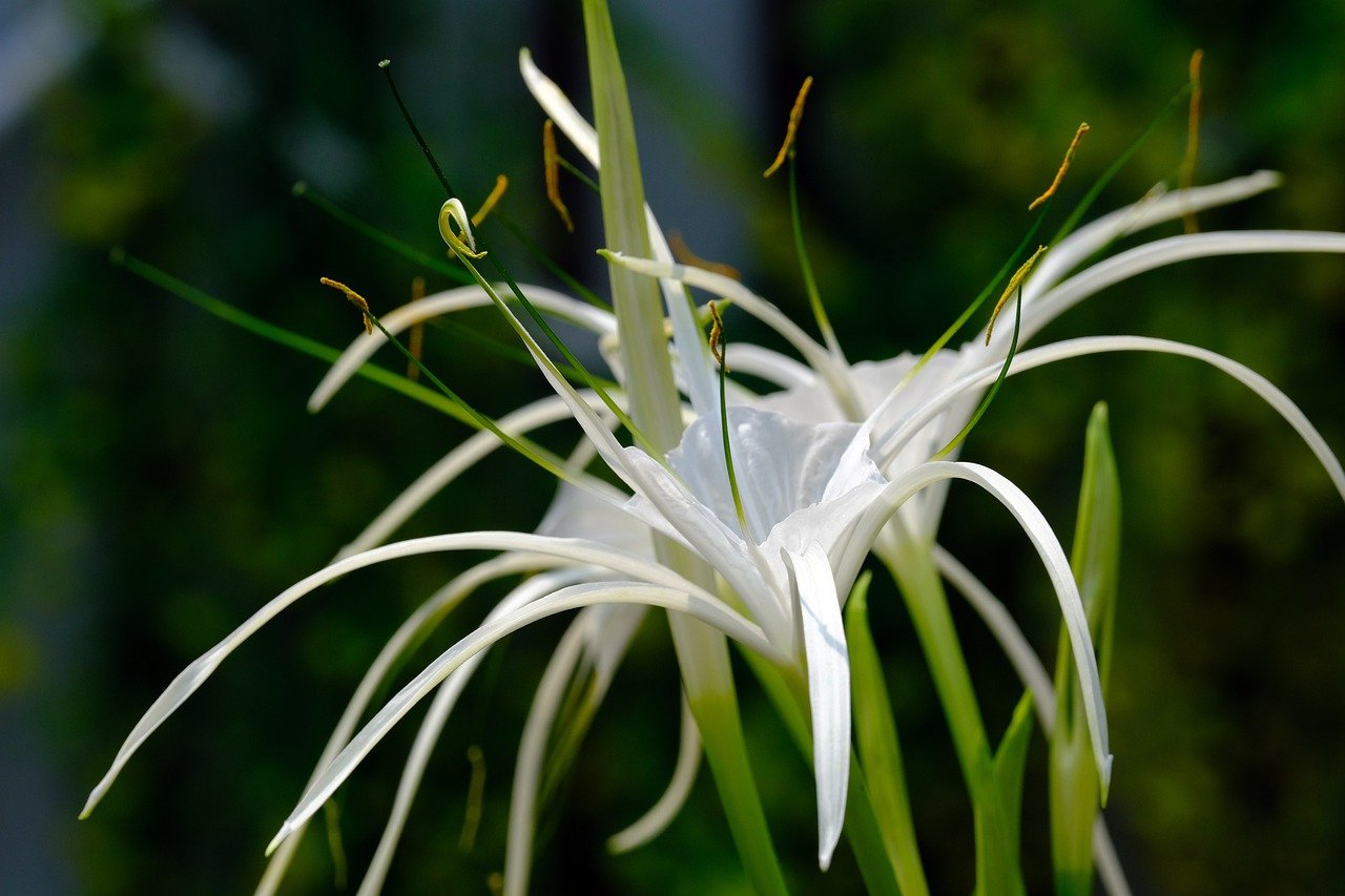 Семена паучьей лилии. Паучьи лилии. Гименокаллис. Лилия паук. White Spider Lily.