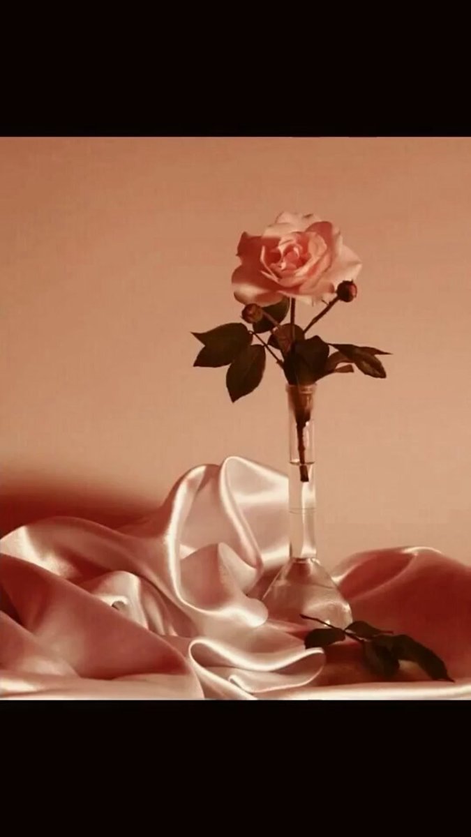 Красивая одинокая роза