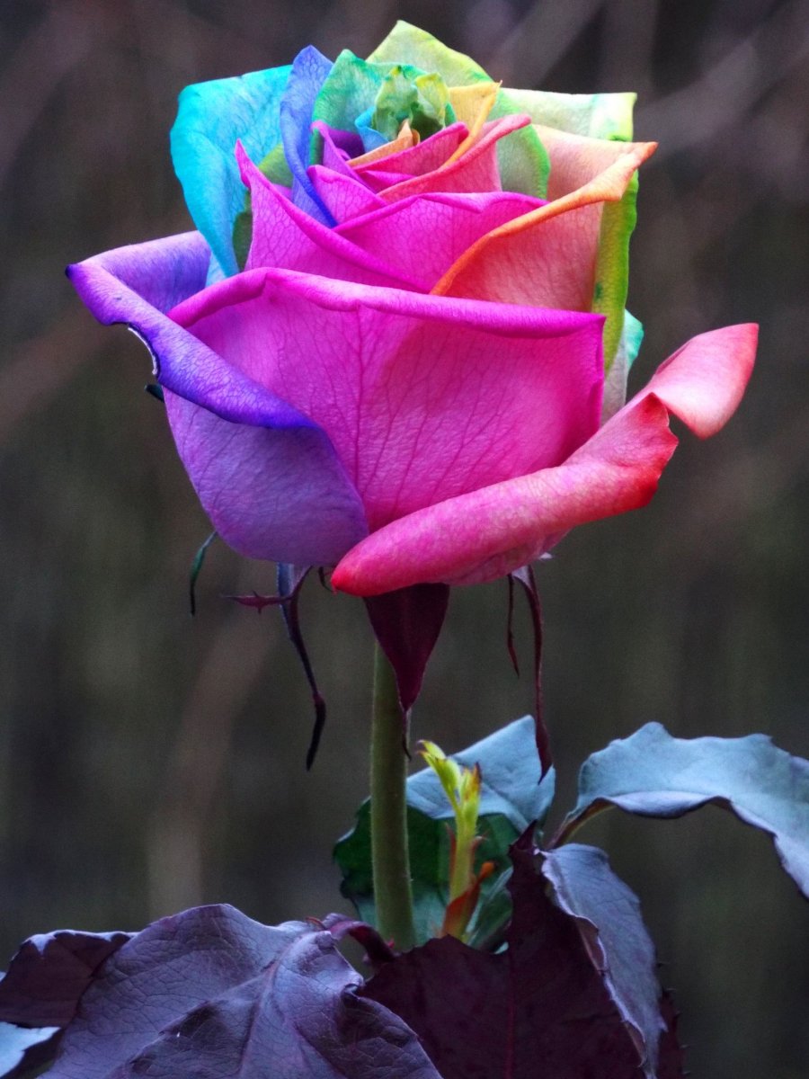 Розы красивые необычные