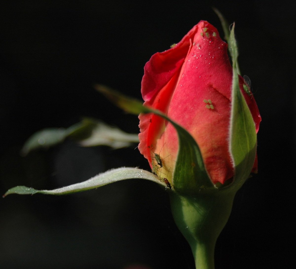 Нераспустившийся бутон розы