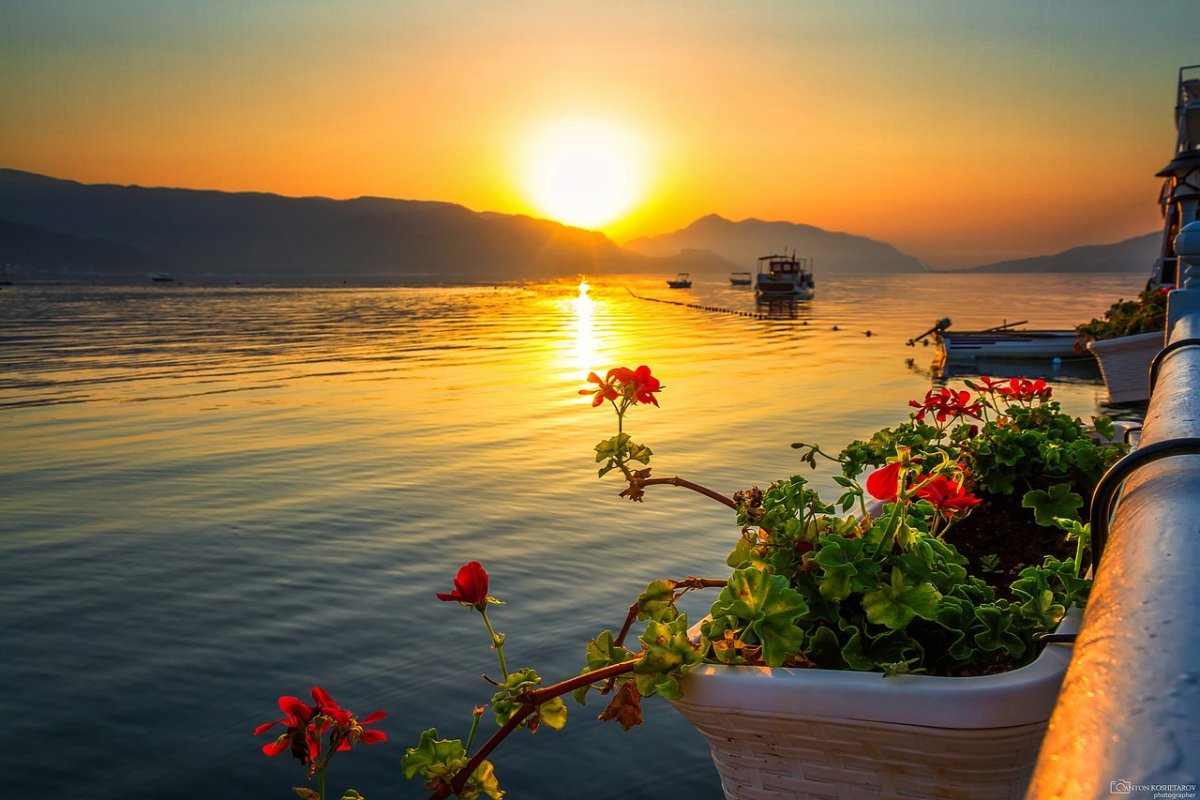Море солнце и цветы