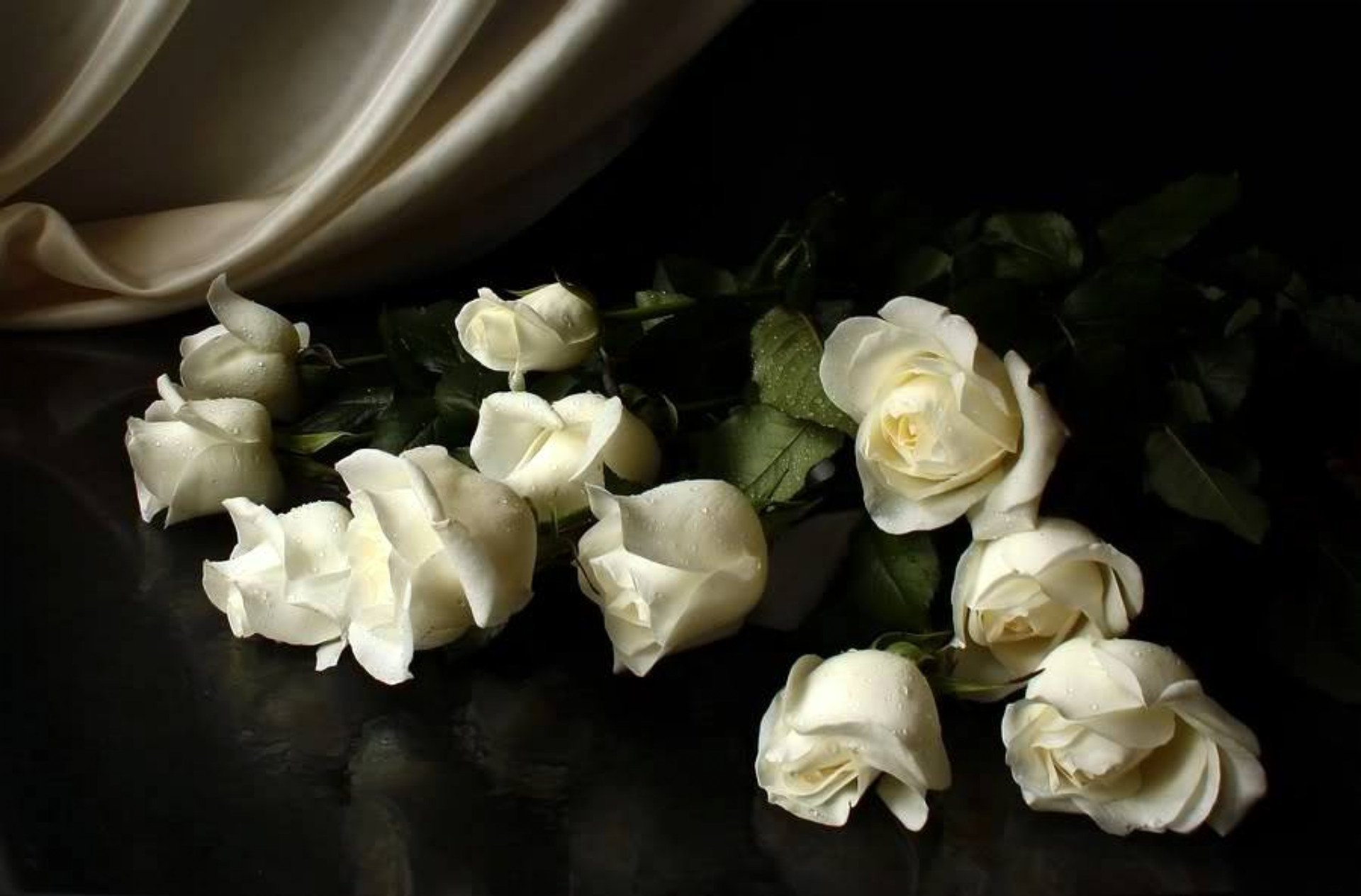 Бел розы для моей черной сестры. Красивые белые розы. Букет роз на черном фоне. Цветы на темном фоне.