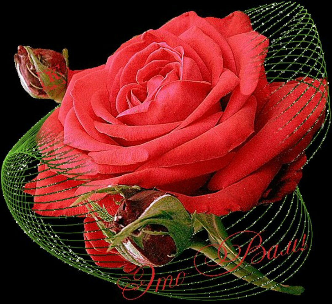 Красивый цветок картинка анимация. Красивые розы. Мерцающие букеты цветов. Мерцающие розы. Красивый букет цветов.