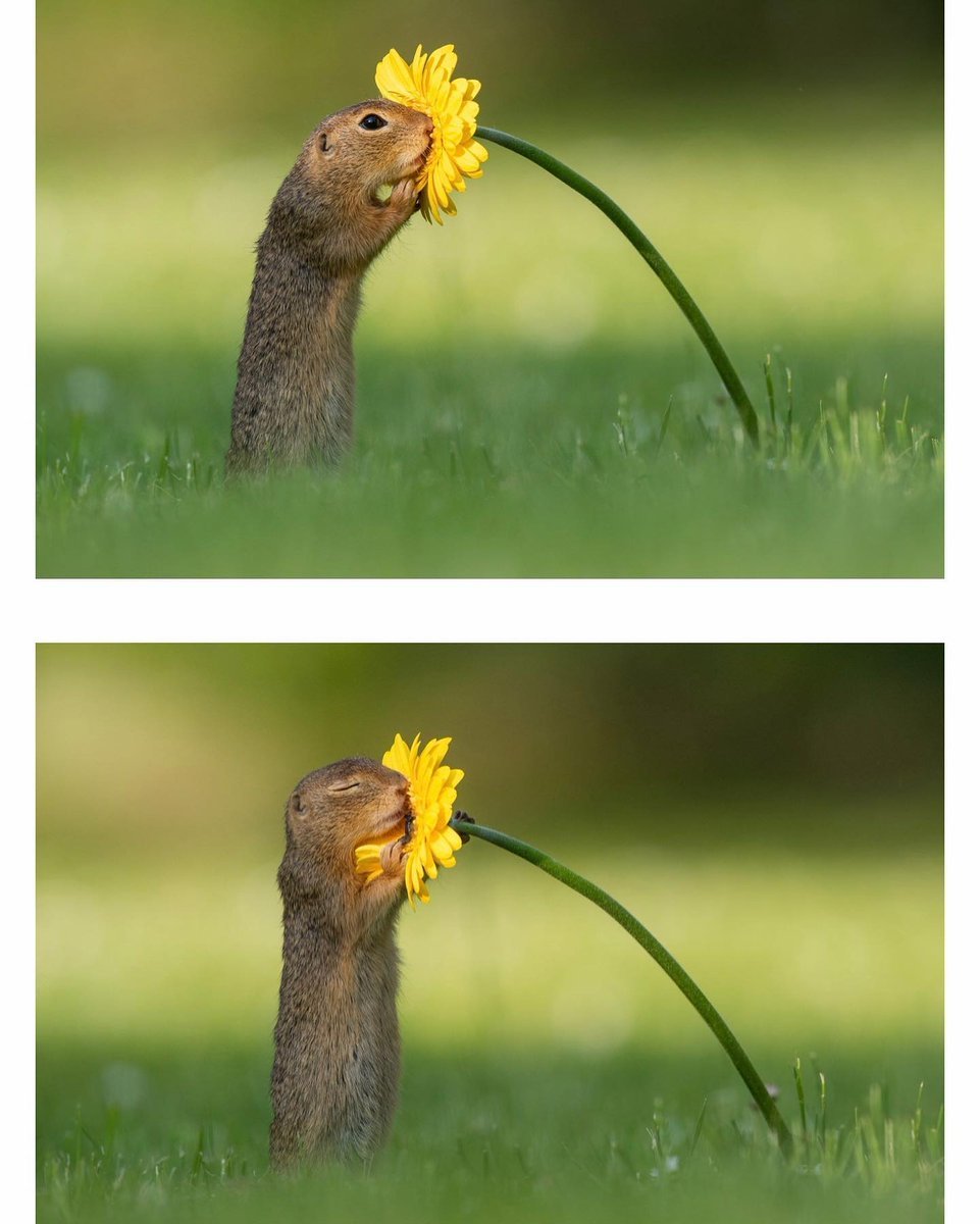 Суслик дарит цветочек