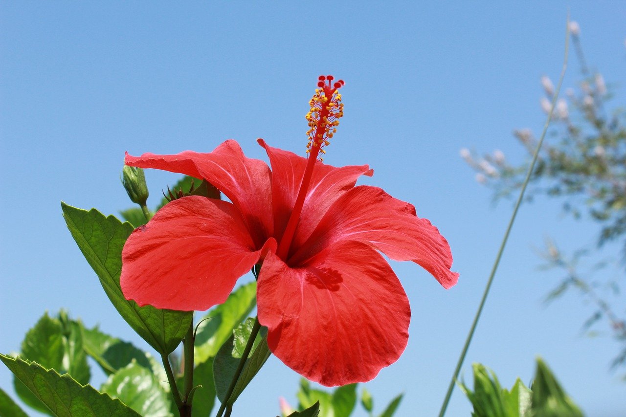 Гибискус(Hibiscus sabdariffa).