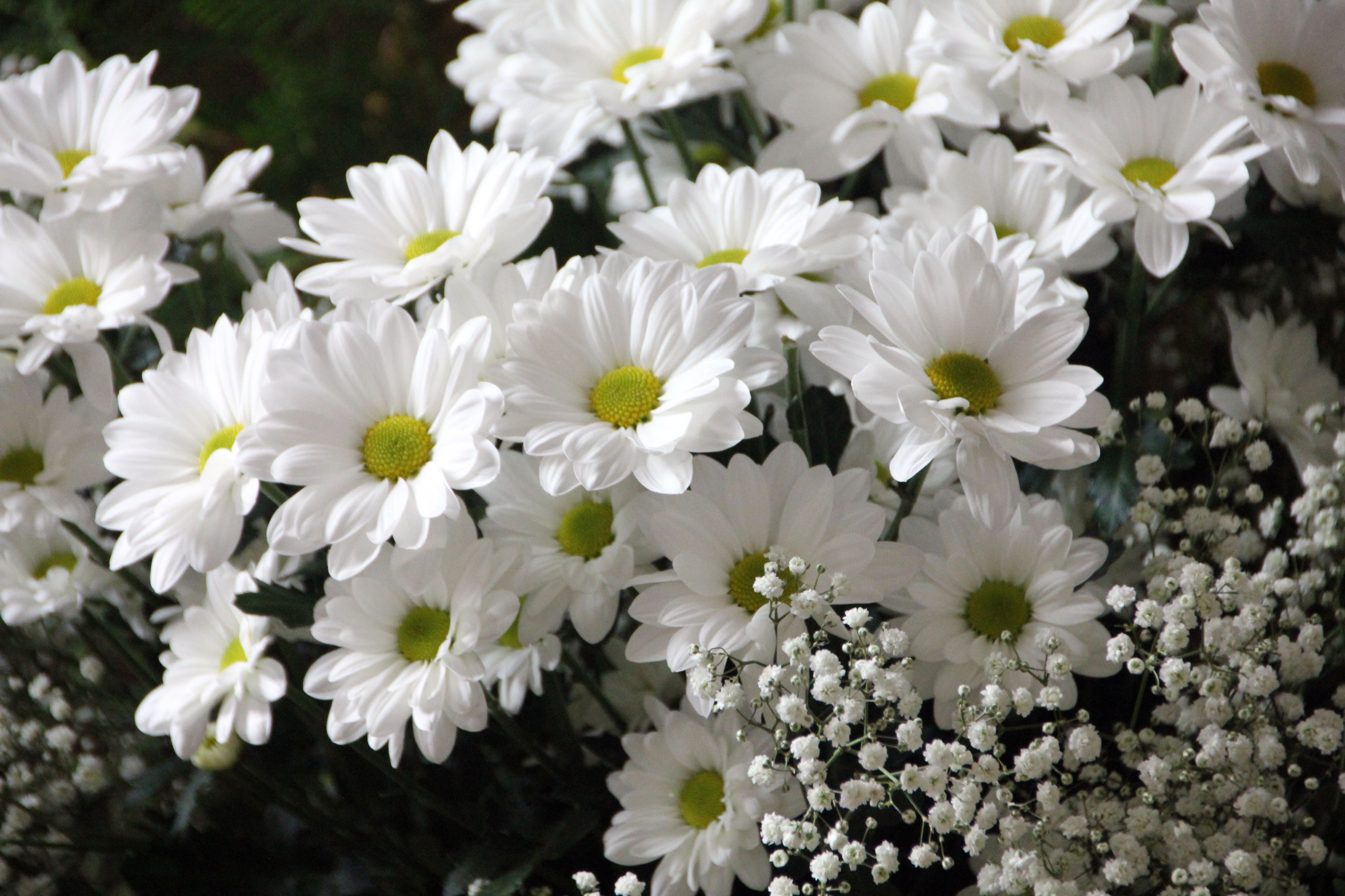 Белые цветочки картинки. Хризантема бакарди. Хризантема мелкоцветковая белая Ромашка.