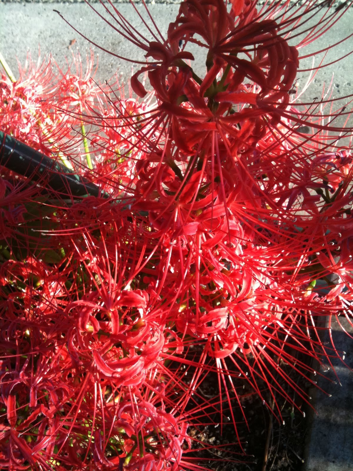 Китайские красные цветы